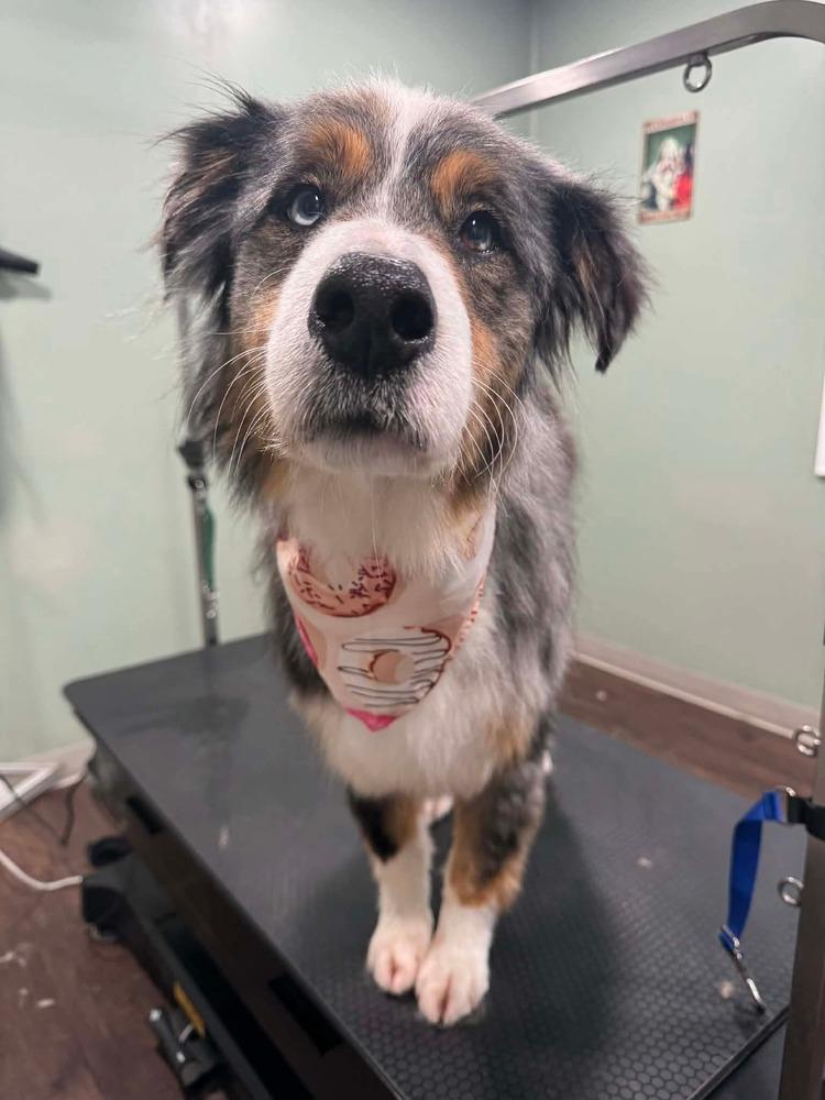 Woody, Adoptable, Adult Male Australian Shepherd.