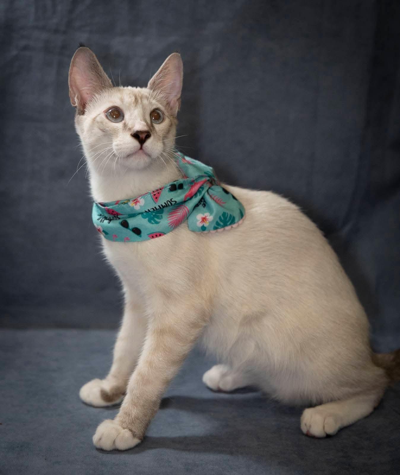 Enlarge Volt, a Adopted Siamese in SCOTTSDALE, AZ image 4/5