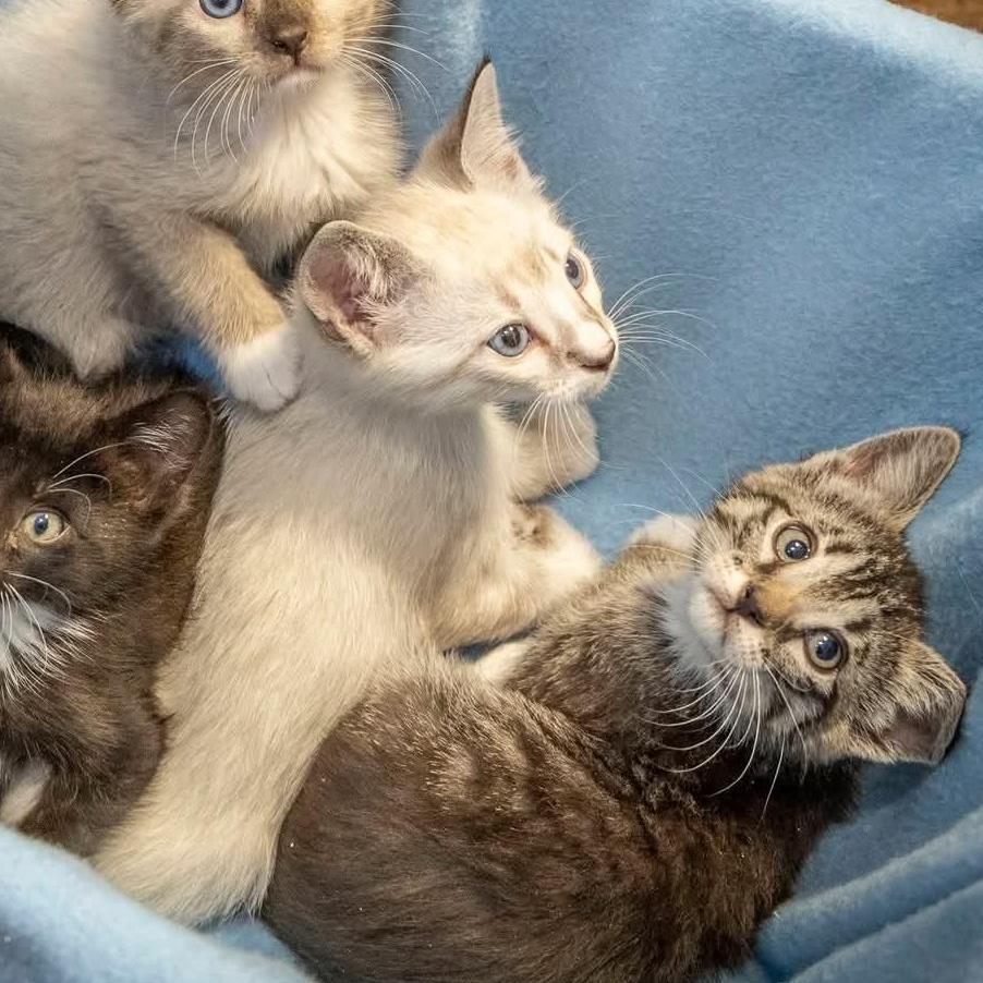 Enlarge Volt, a Adopted Siamese in SCOTTSDALE, AZ image 3/5