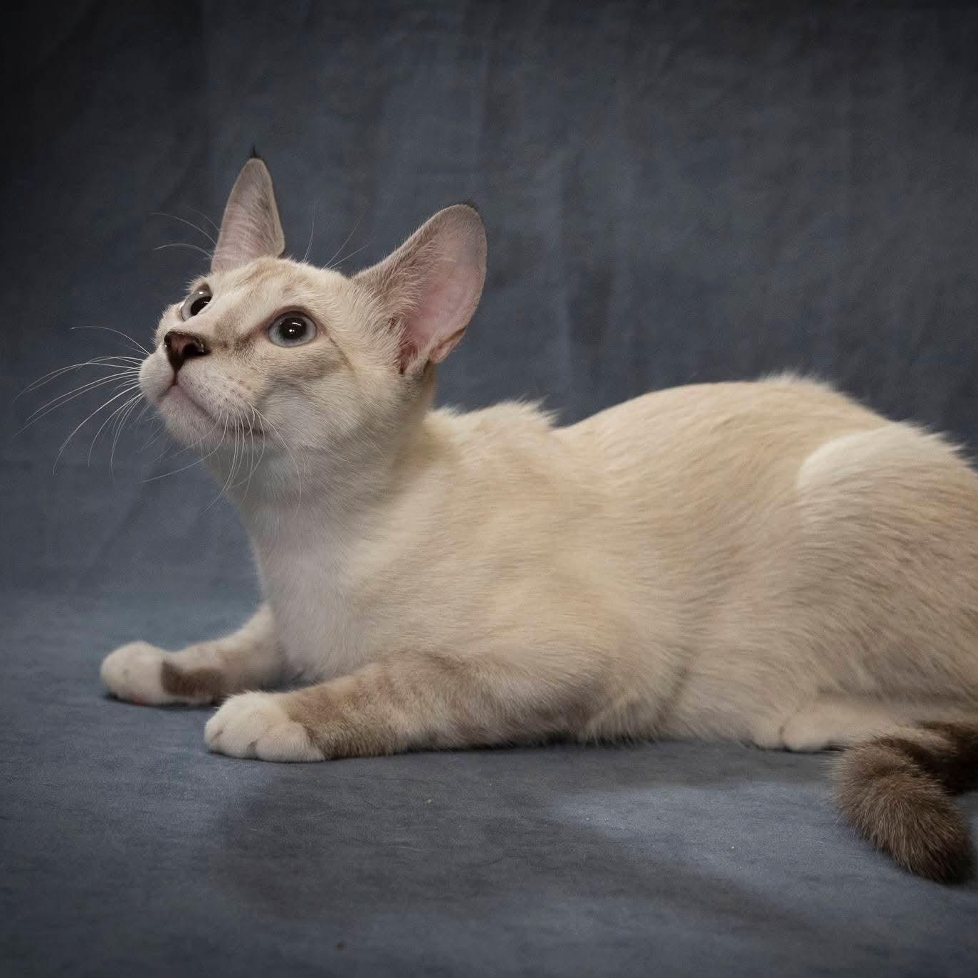 Enlarge Volt, a Adopted Siamese in SCOTTSDALE, AZ image 2/5