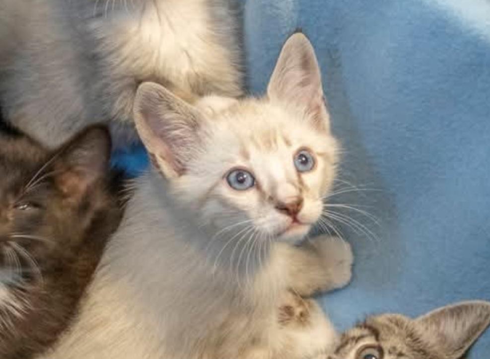 Enlarge Volt, a Adopted Siamese in SCOTTSDALE, AZ image 5/5
