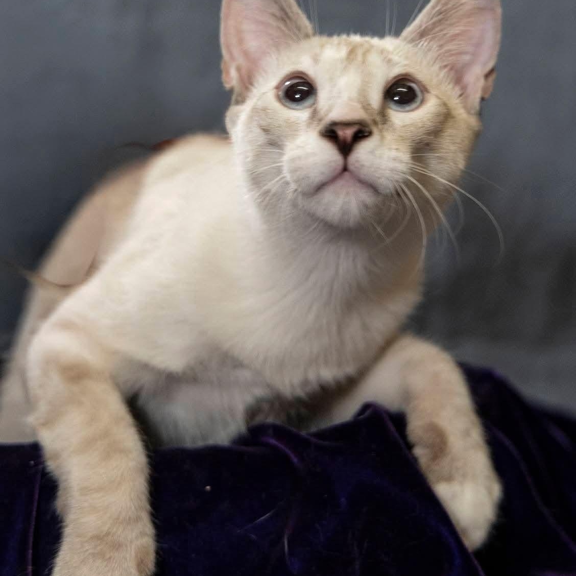 Enlarge Volt, a Adopted Siamese in SCOTTSDALE, AZ image 1/5