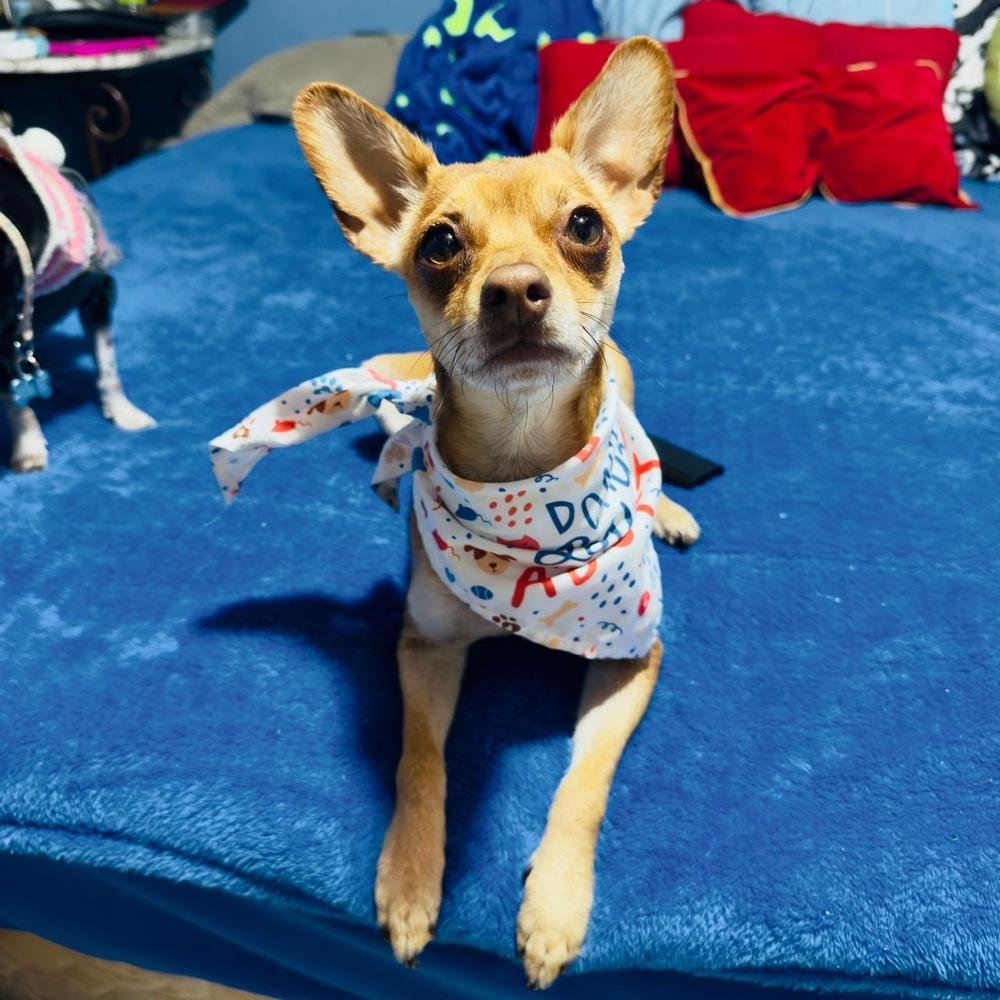 Alvin, a Adoptable mixed breed in Gig Harbor, WA image 3/6