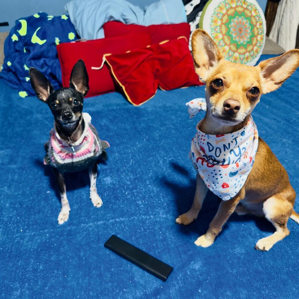 Alvin, a Adoptable mixed breed in Gig Harbor, WA image 4/6