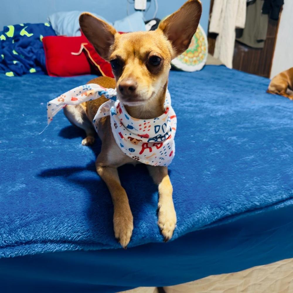 Alvin, a Adoptable mixed breed in Gig Harbor, WA image 6/6