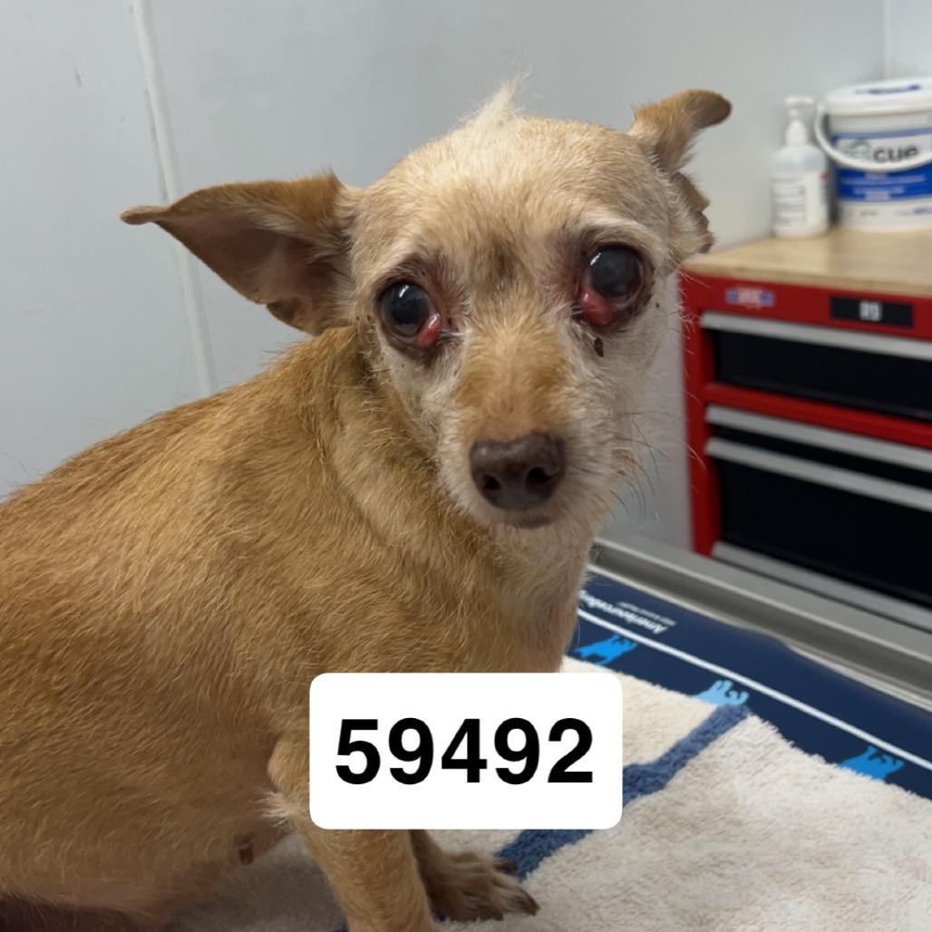 Enlarge Peaches G, a Adoptable Chihuahua in Chico, CA image 1/2