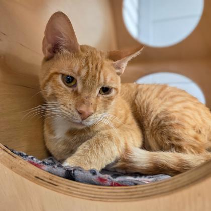 Clyde, Adoptable, Kitten Male Domestic Short Hair & Domestic Short Hair.