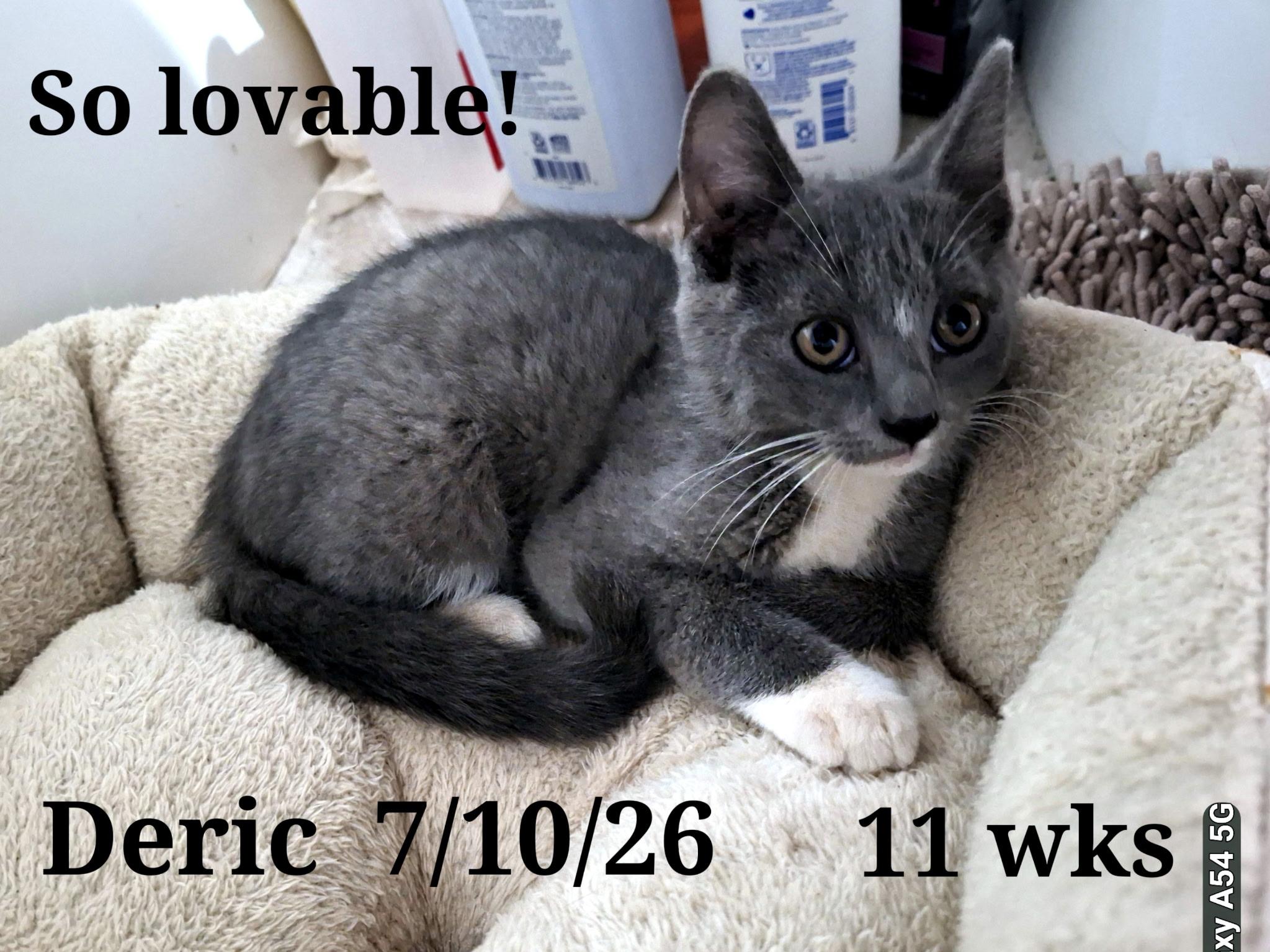 Deric, a ADOPTABLE Tuxedo in Staunton, VA image 2/2