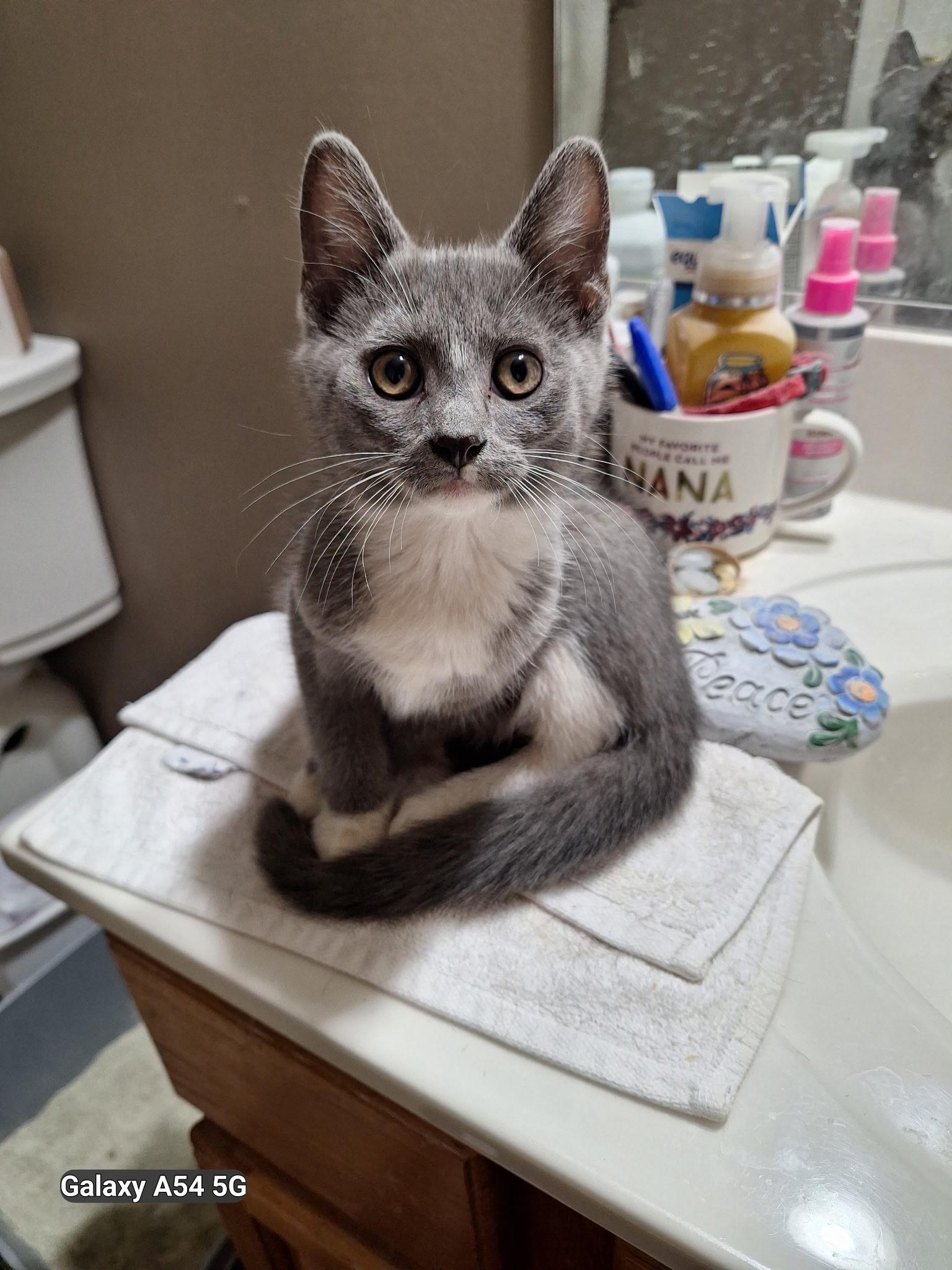 Deric, ADOPTABLE, Young Male Tuxedo.