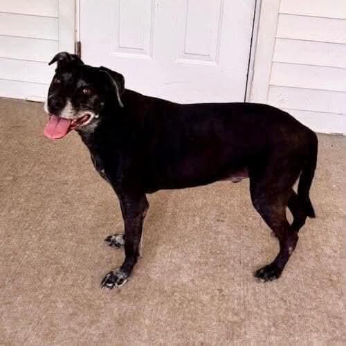 Bandit and Basque (senior bonded pair), Adoptable, Senior Male Mixed Breed.