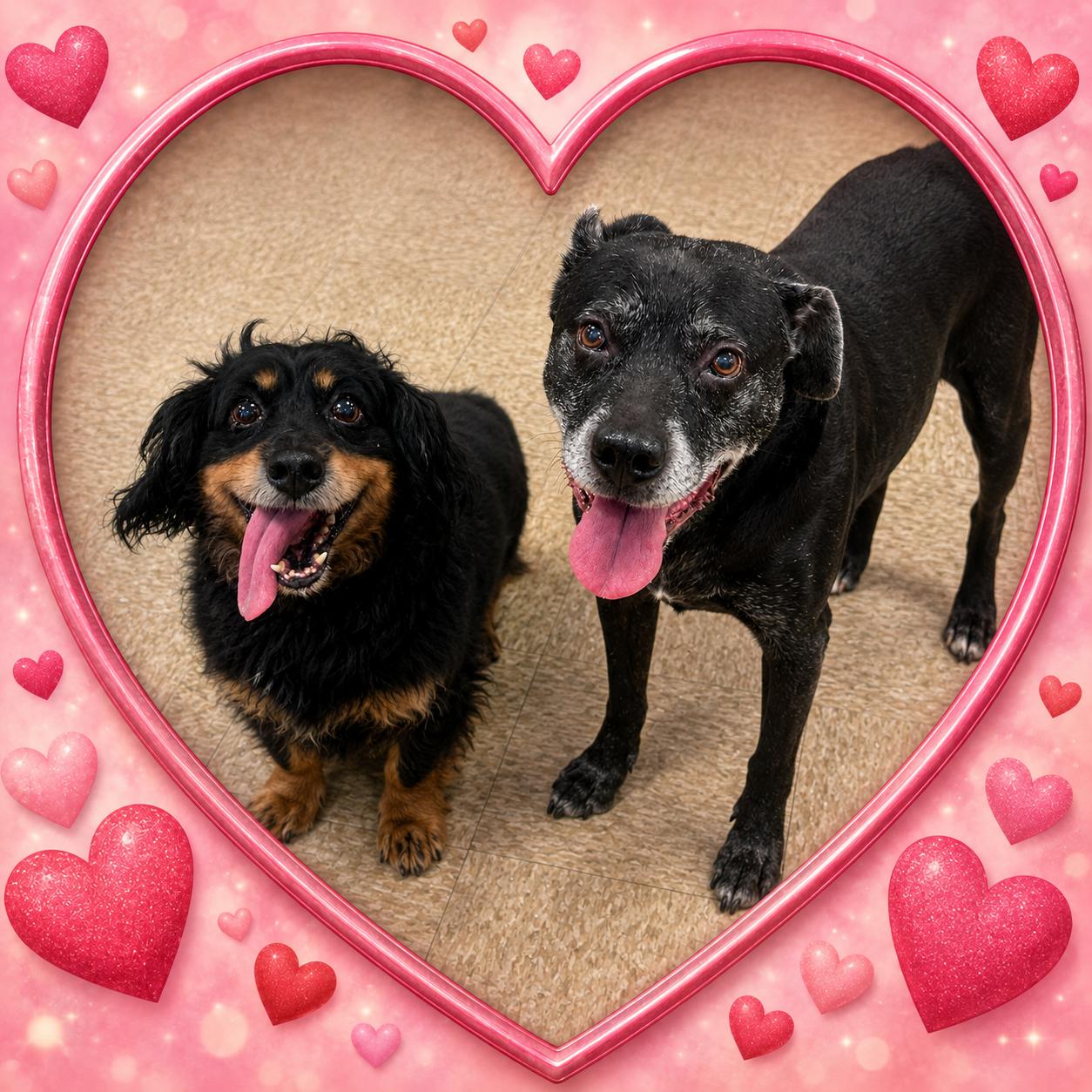 Enlarge Bandit and Basque (senior bonded pair), a Adoptable Mixed Breed in Fenton, MO image 2/3