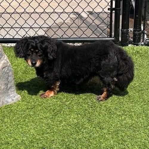 Bandit and Basque (senior bonded pair), a Adoptable Mixed Breed in Fenton, MO image 2/2