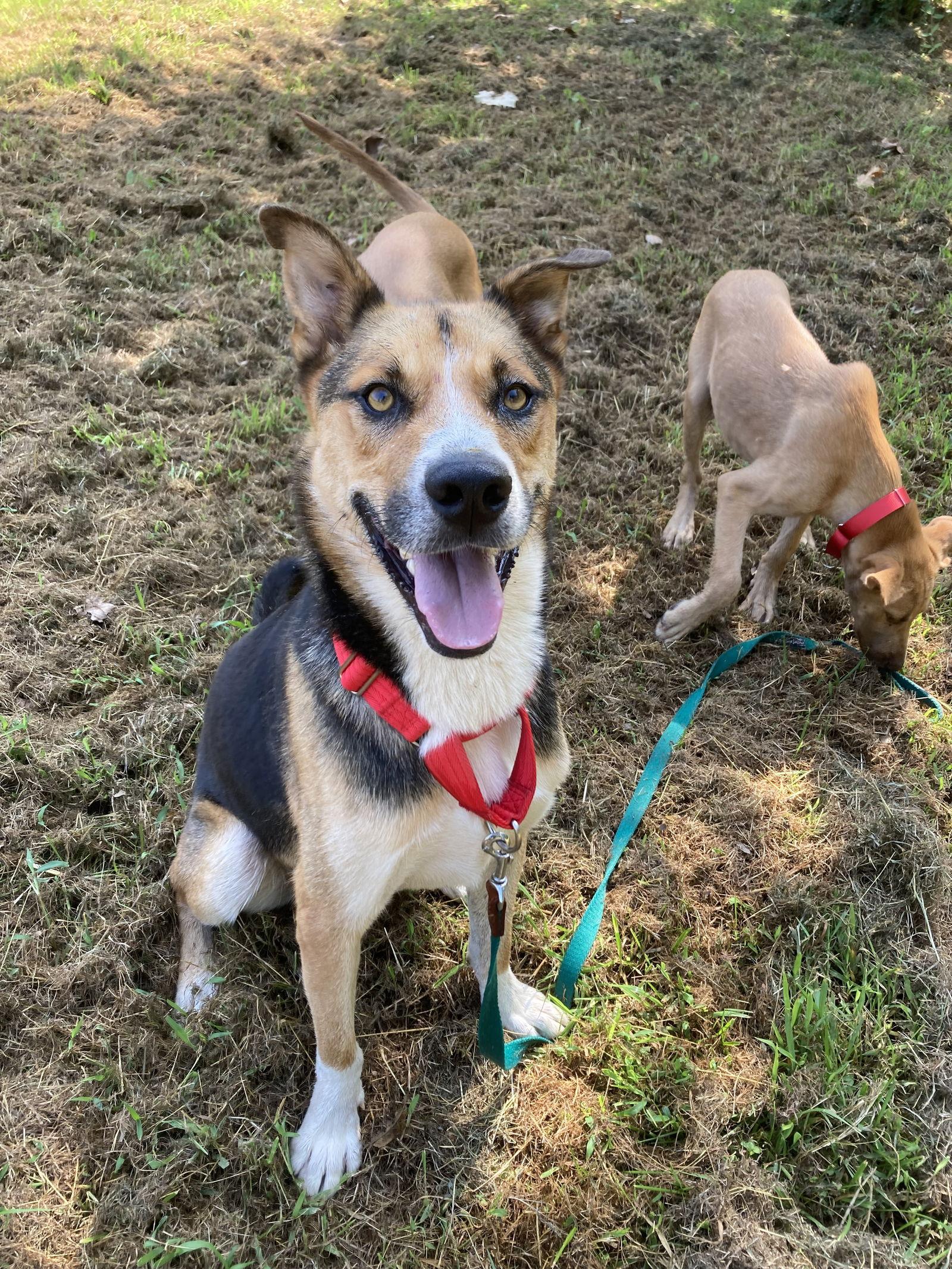 Monk, a Adoptable mixed breed in Chatham, VA image 1/3