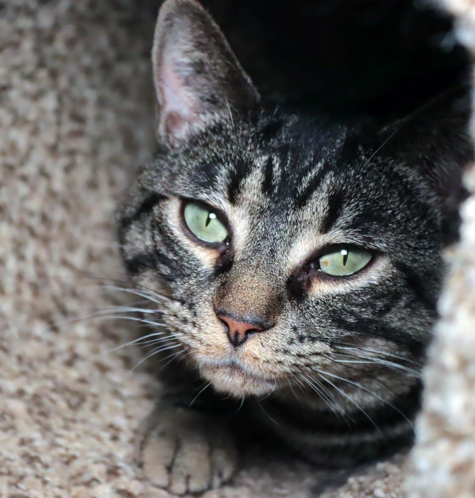 Tyra, Adoptable, Young Female Domestic Short Hair & Tabby.