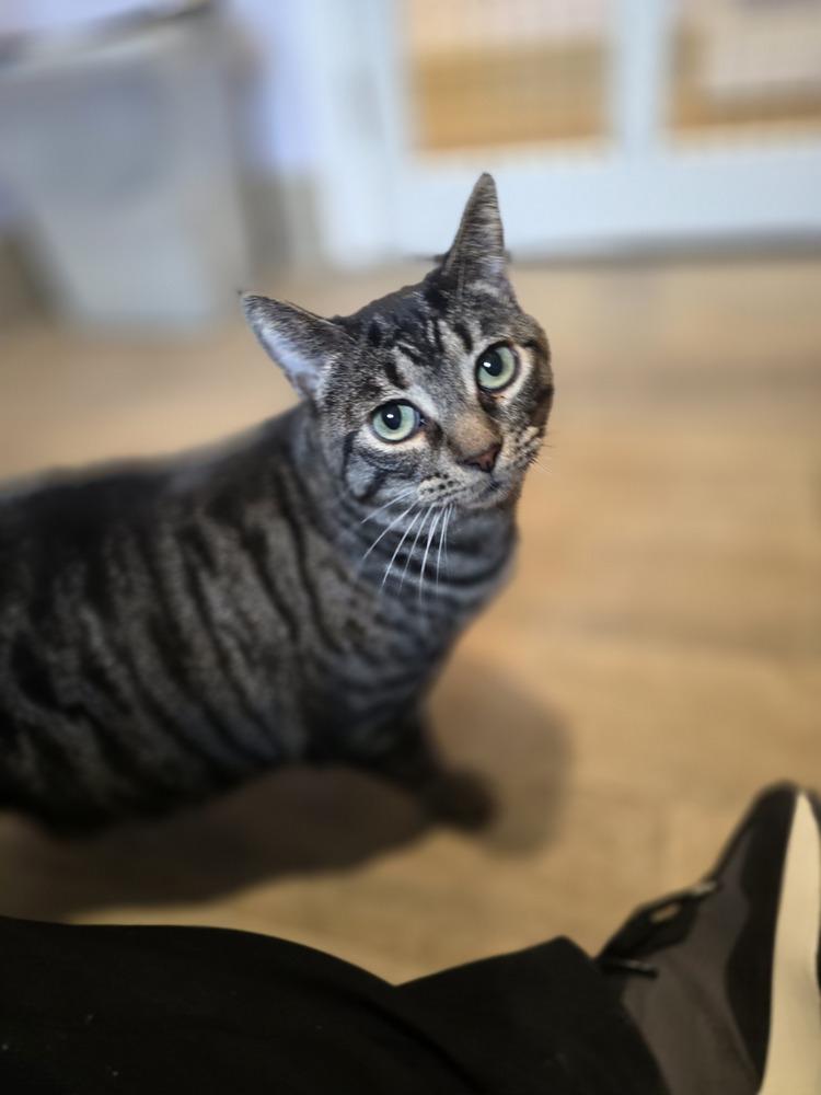 Enlarge Tyra, a Adoptable mixed breed in Vancouver, WA image 2/2