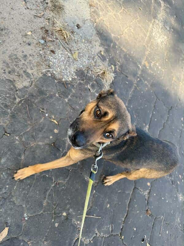 Enlarge Lady, a ADOPTABLE German Shepherd Dog in Winnsboro, TX image 1/1