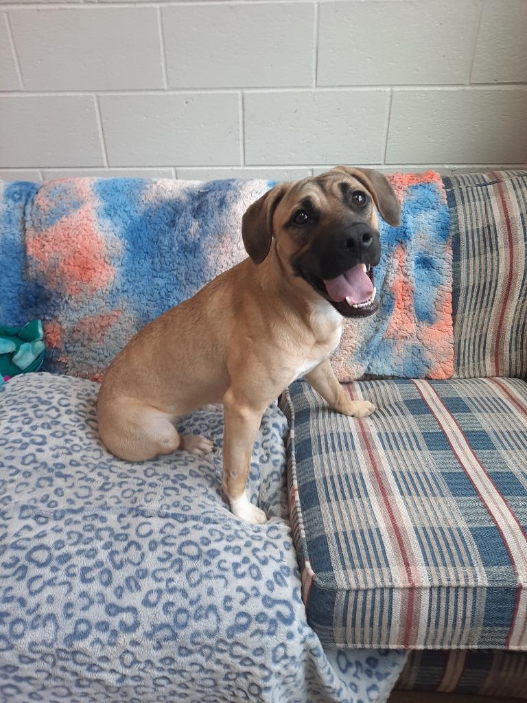 TRIVELA, a Adoptable mixed breed in Rome, GA image 1/3