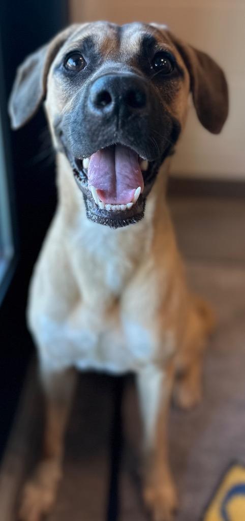 TRIVELA, a Adoptable mixed breed in Rome, GA image 2/3