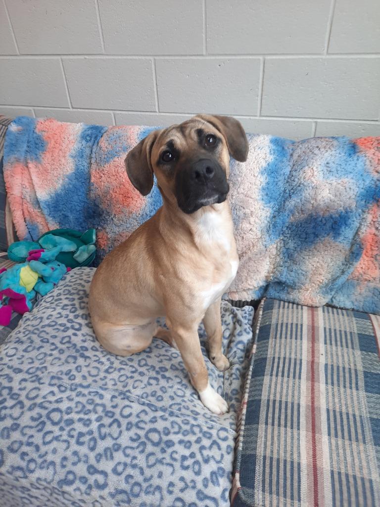 TRIVELA, a Adoptable mixed breed in Rome, GA image 3/3