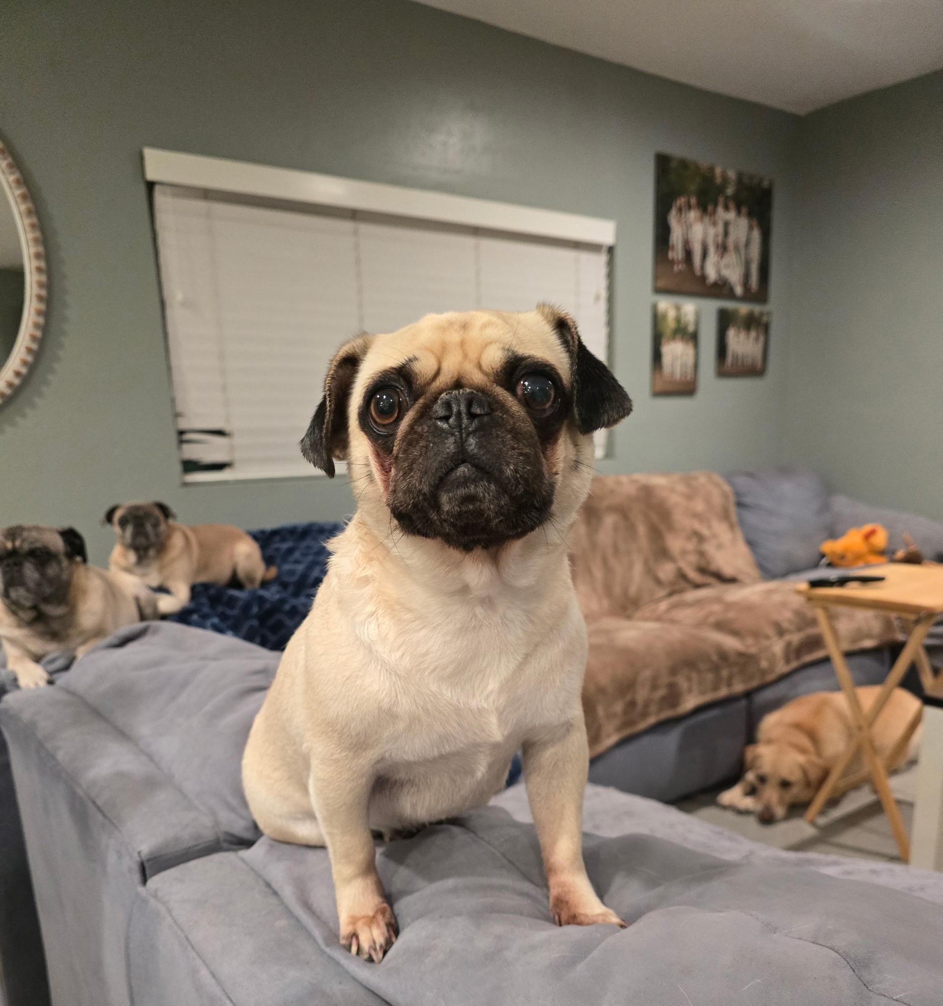 CoCo, adoptable, Young Female Pug.