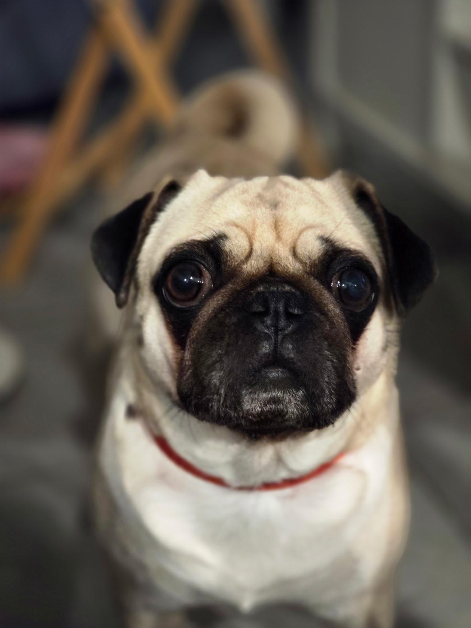 Enlarge CoCo, an adoptable Pug in San Rafael, CA image 2/3