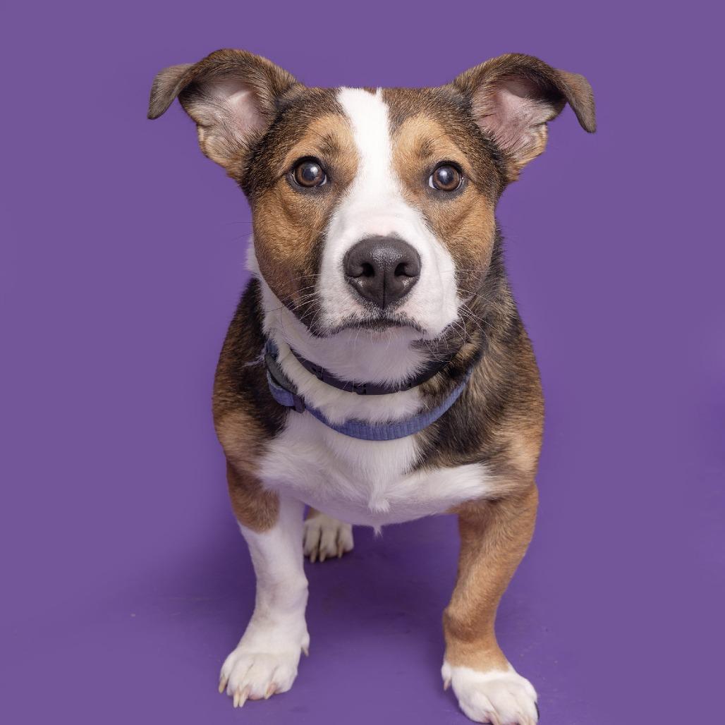 Martin, Adoptable, Young Male Mixed Breed.