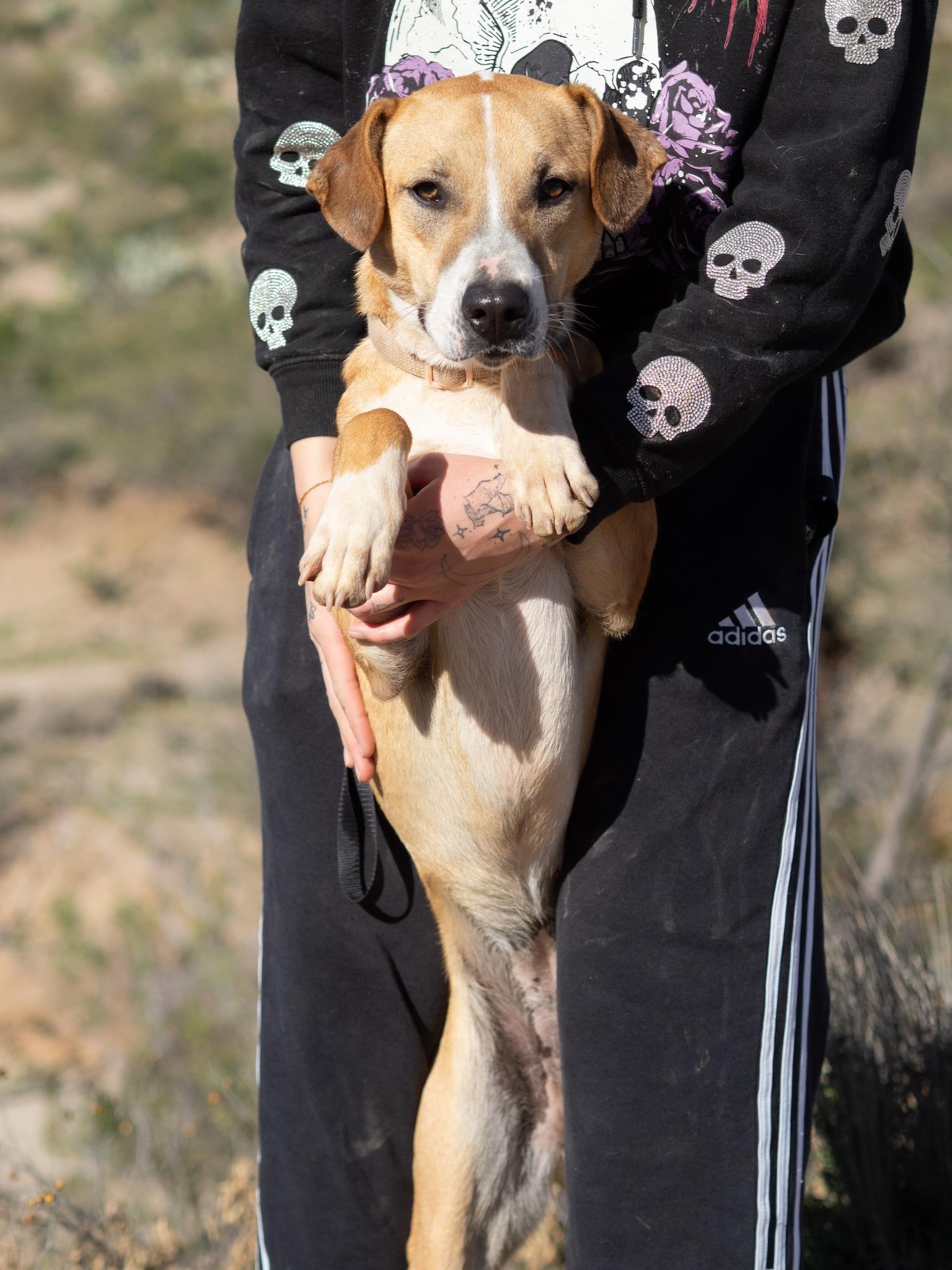Enlarge Opal, a Adoptable mixed breed in Globe, AZ image 2/2