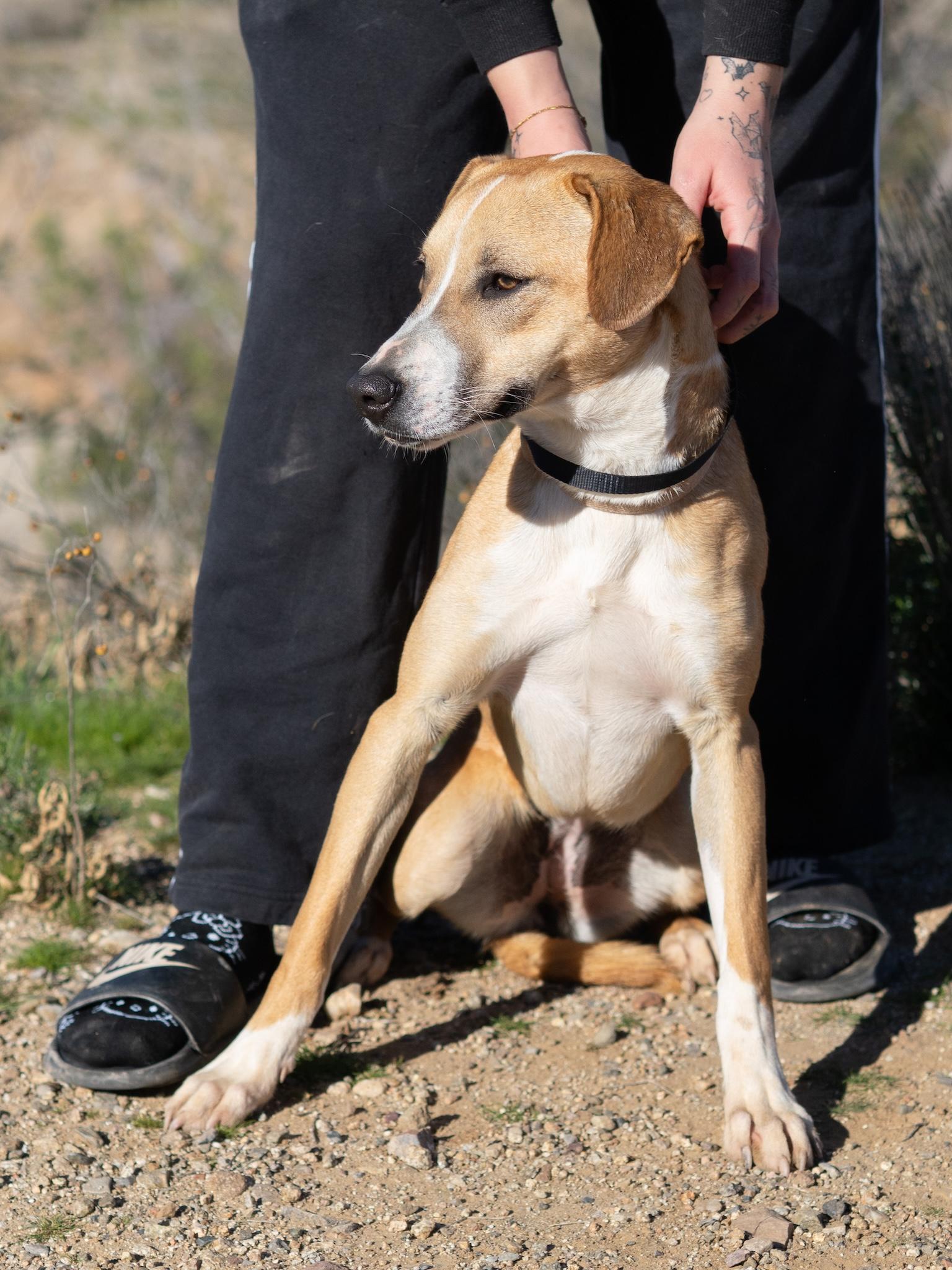 Enlarge Opal, a Adoptable mixed breed in Globe, AZ image 1/2