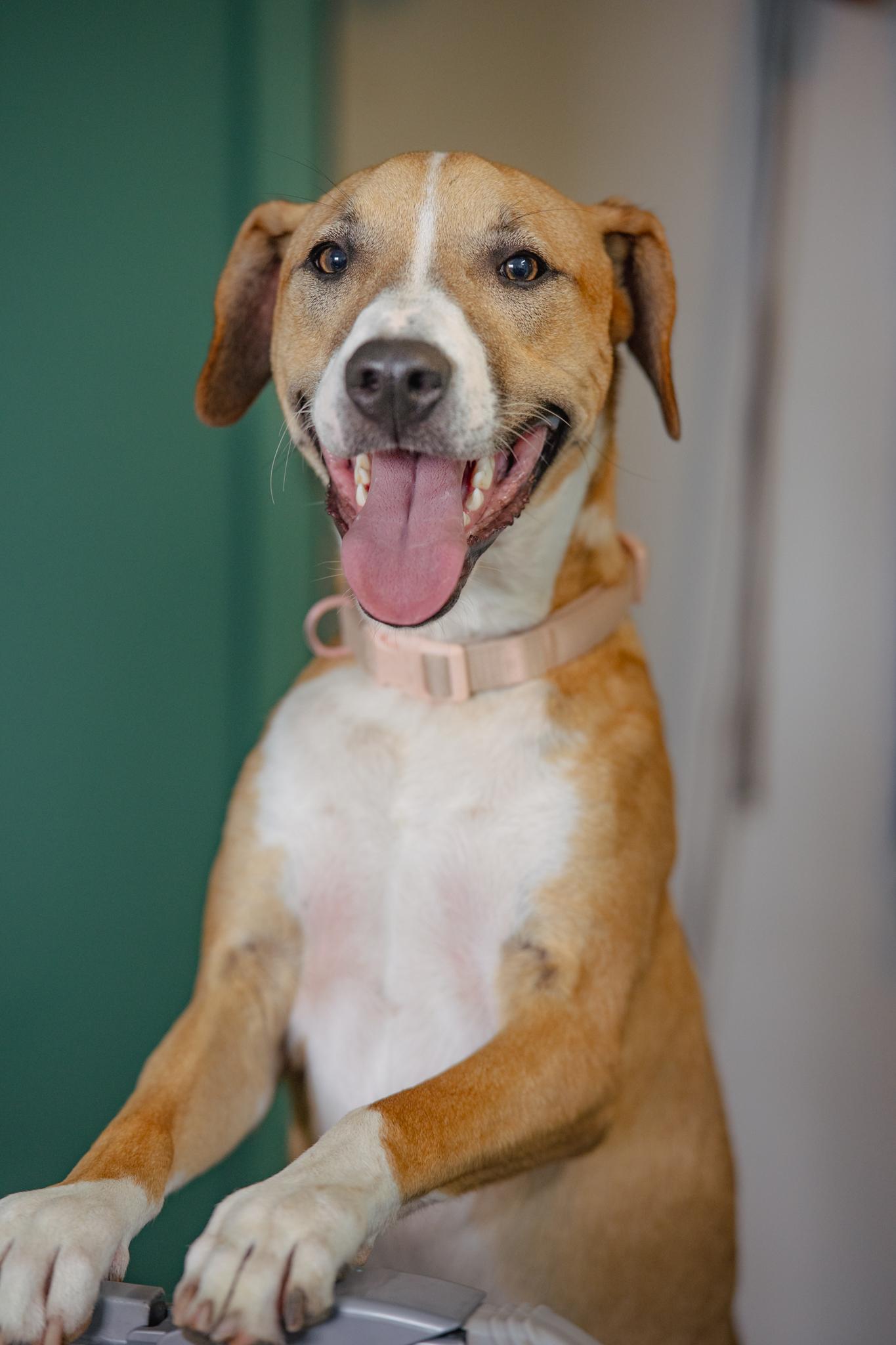 Enlarge OPAL, a Adoptable mixed breed in Globe, AZ image 1/1