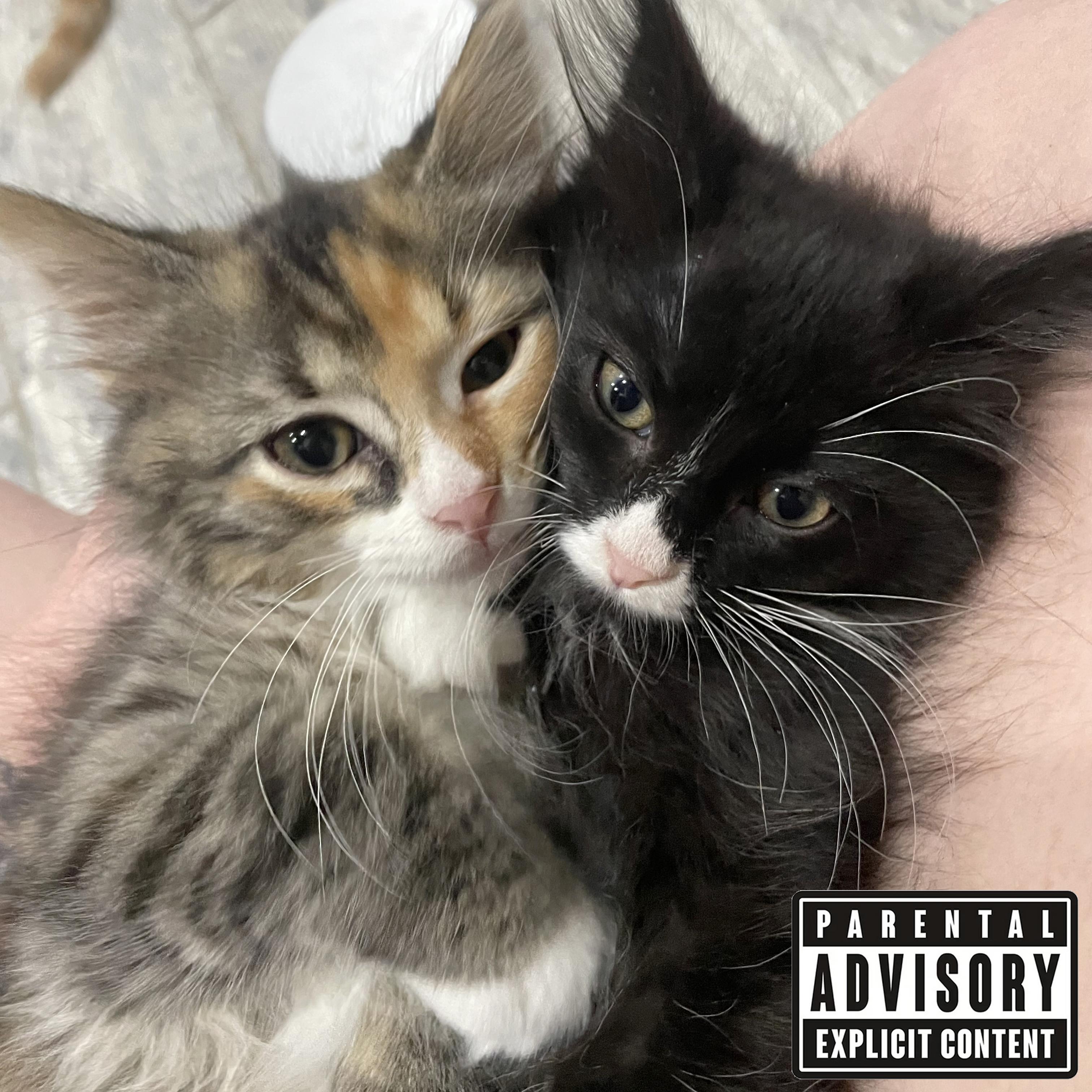 Deck-Head & Shirt-Happens, Baby Female Domestic Long Hair