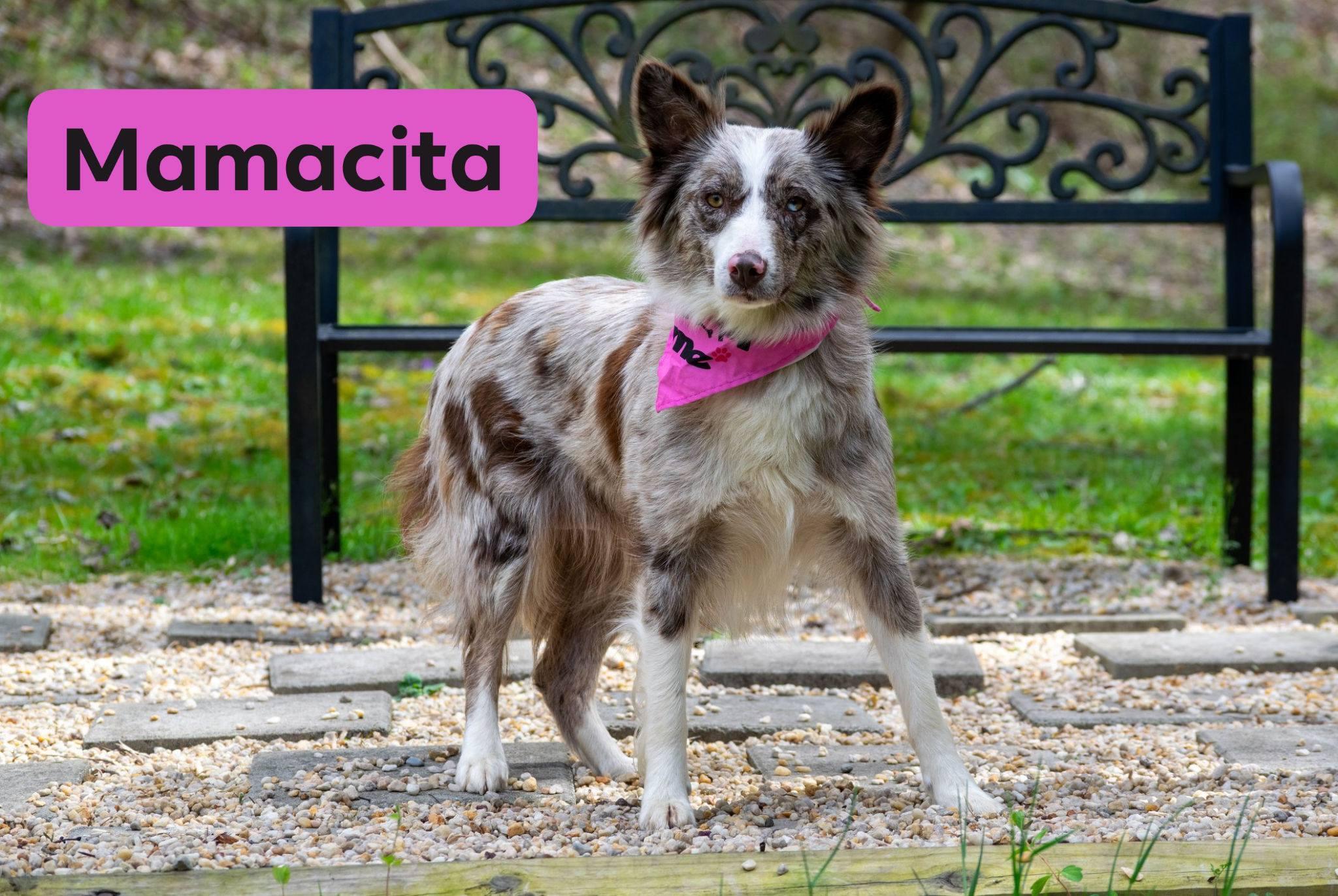 Enlarge Mamacita, a ADOPTABLE Australian Shepherd in Sevierville, TN image 1/4