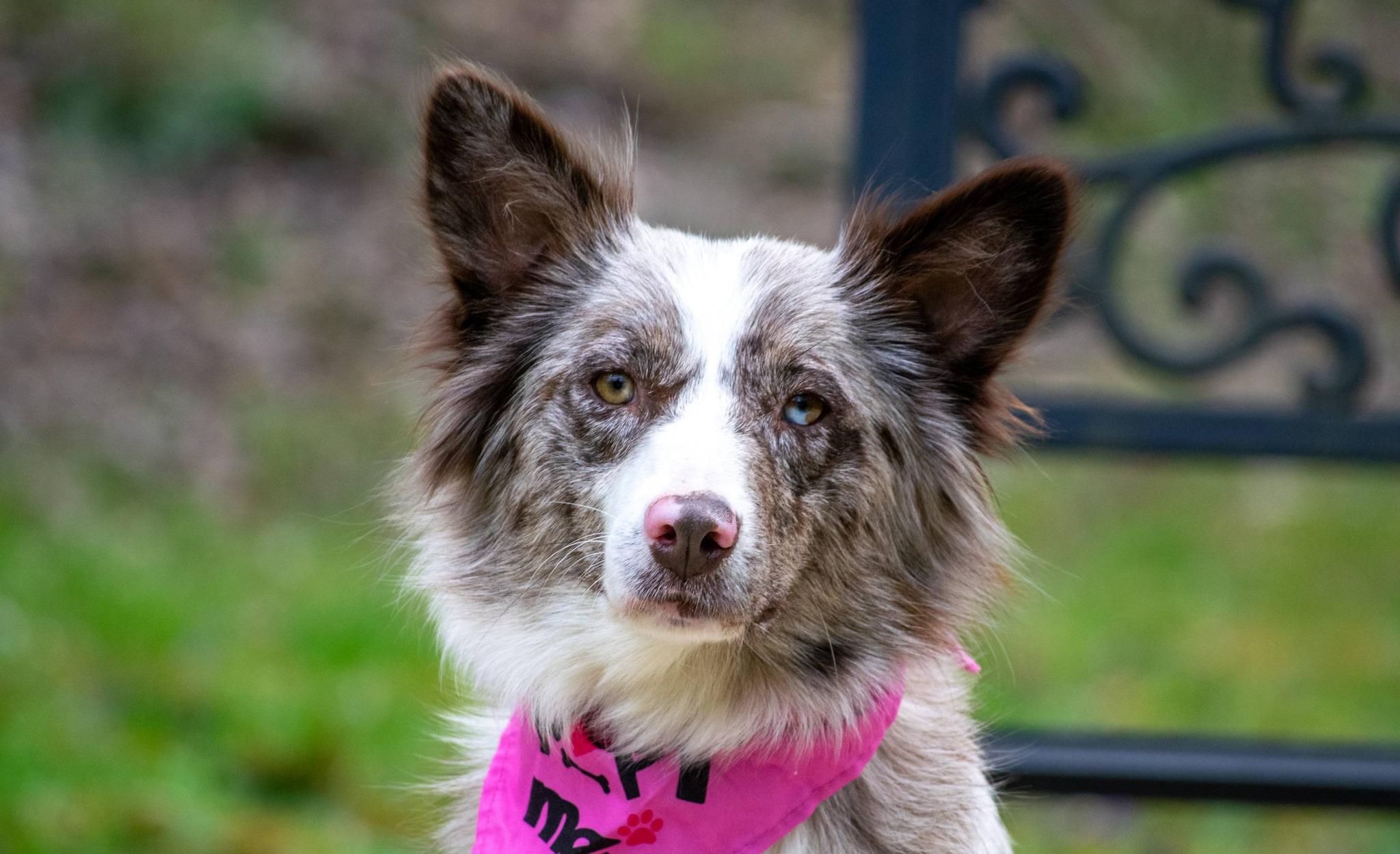 Enlarge Mamacita, a ADOPTABLE Australian Shepherd in Sevierville, TN image 4/4