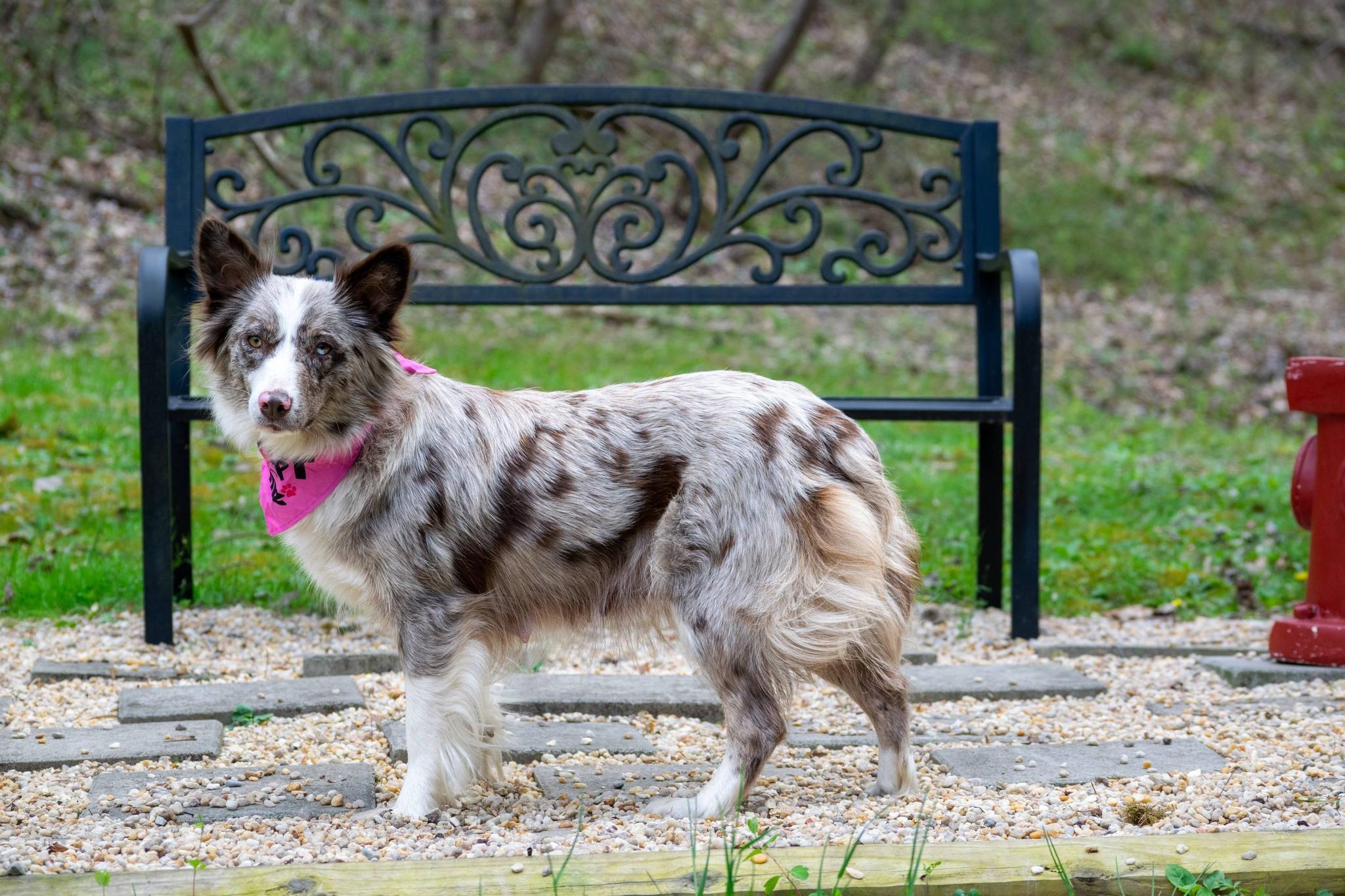 Enlarge Mamacita, a ADOPTABLE Australian Shepherd in Sevierville, TN image 2/4