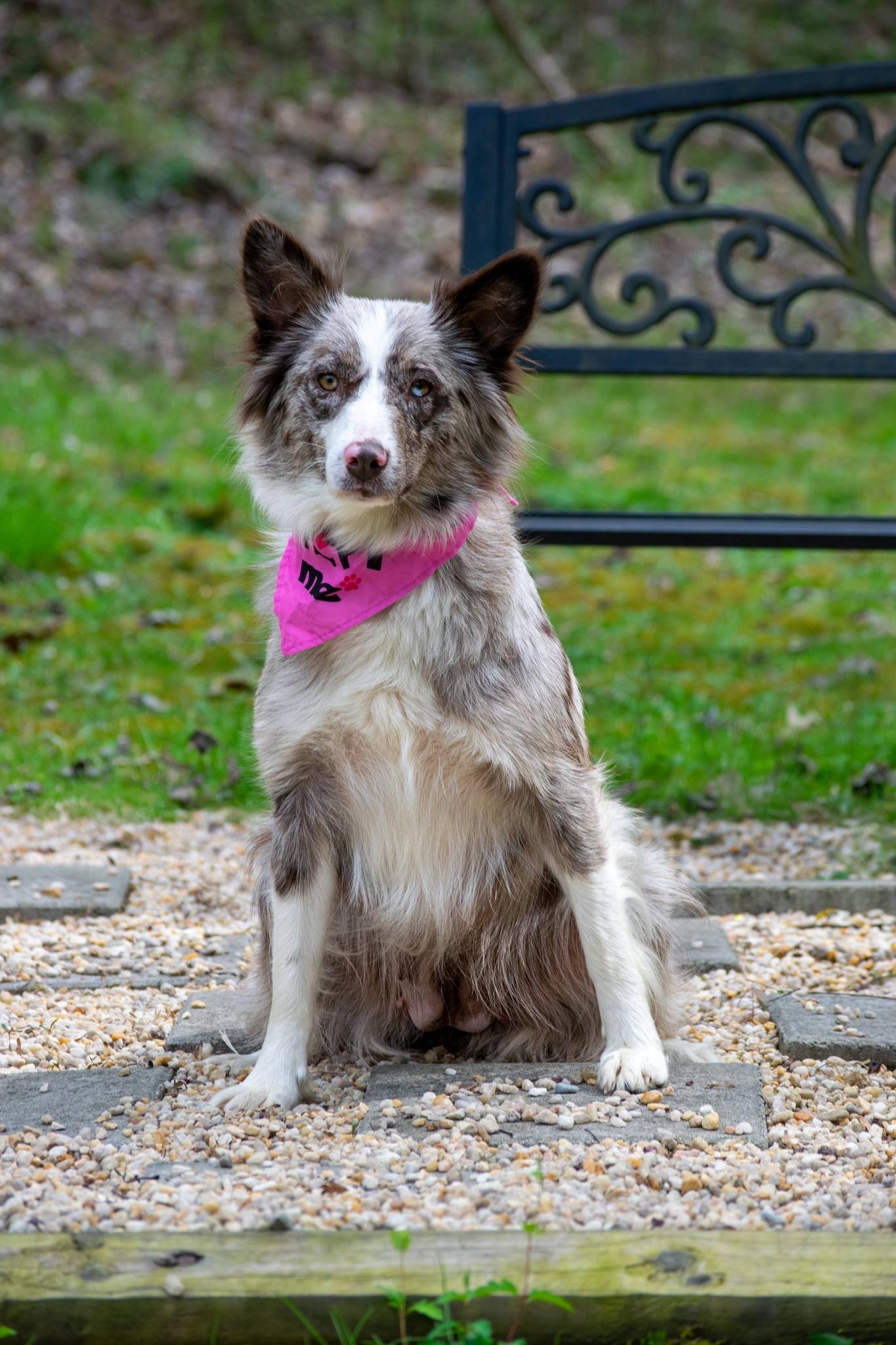 Enlarge Mamacita, a ADOPTABLE Australian Shepherd in Sevierville, TN image 3/4