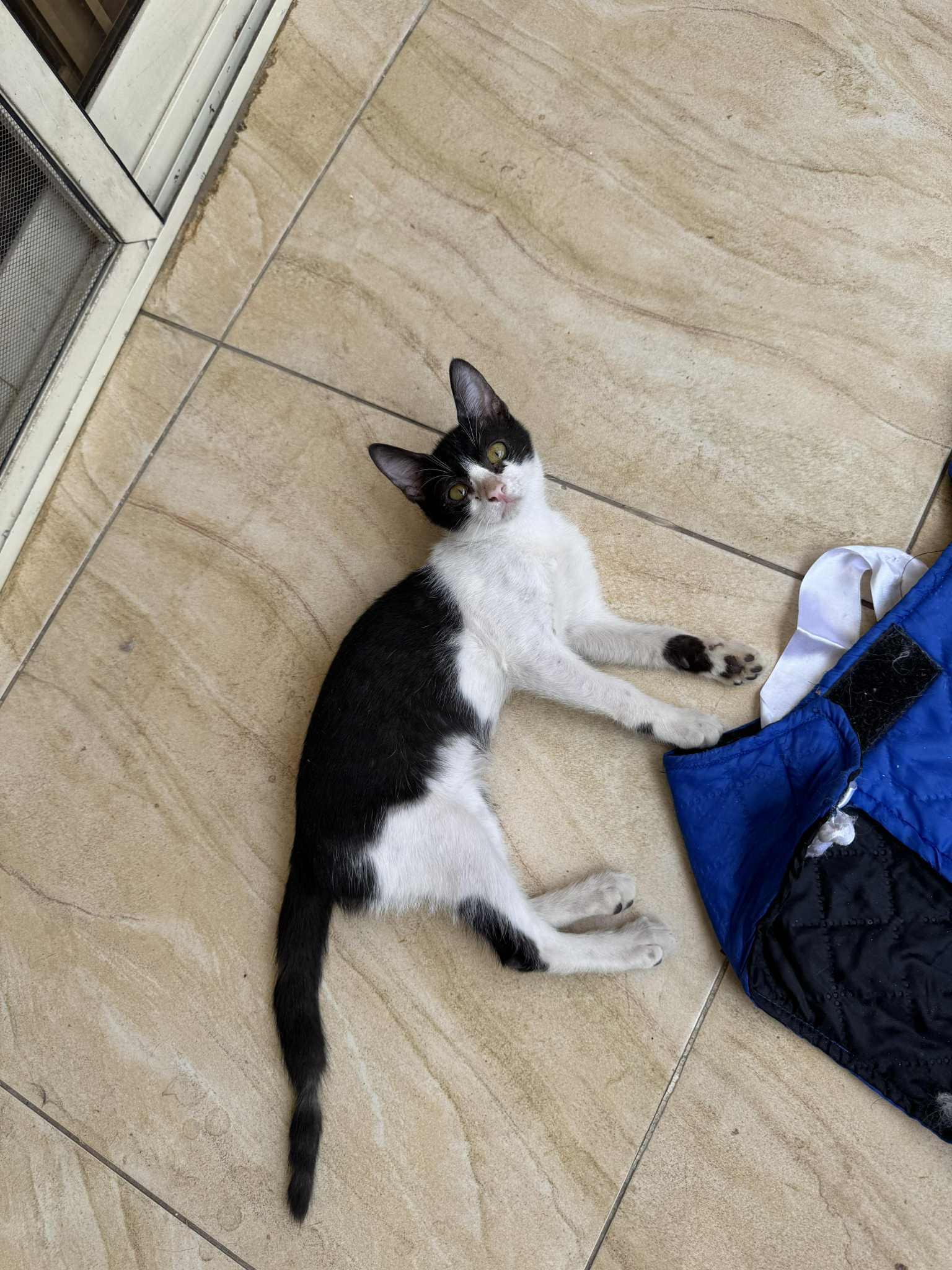 Many kittens for adoptions!