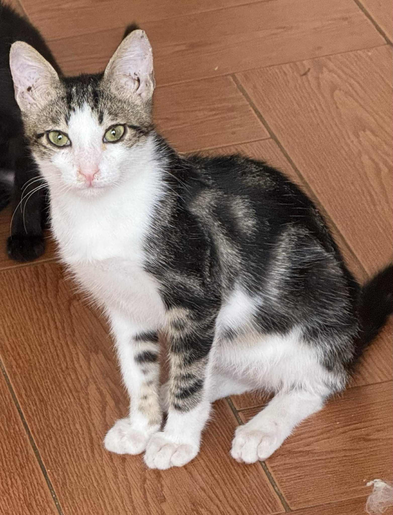 Many kittens for adoptions!