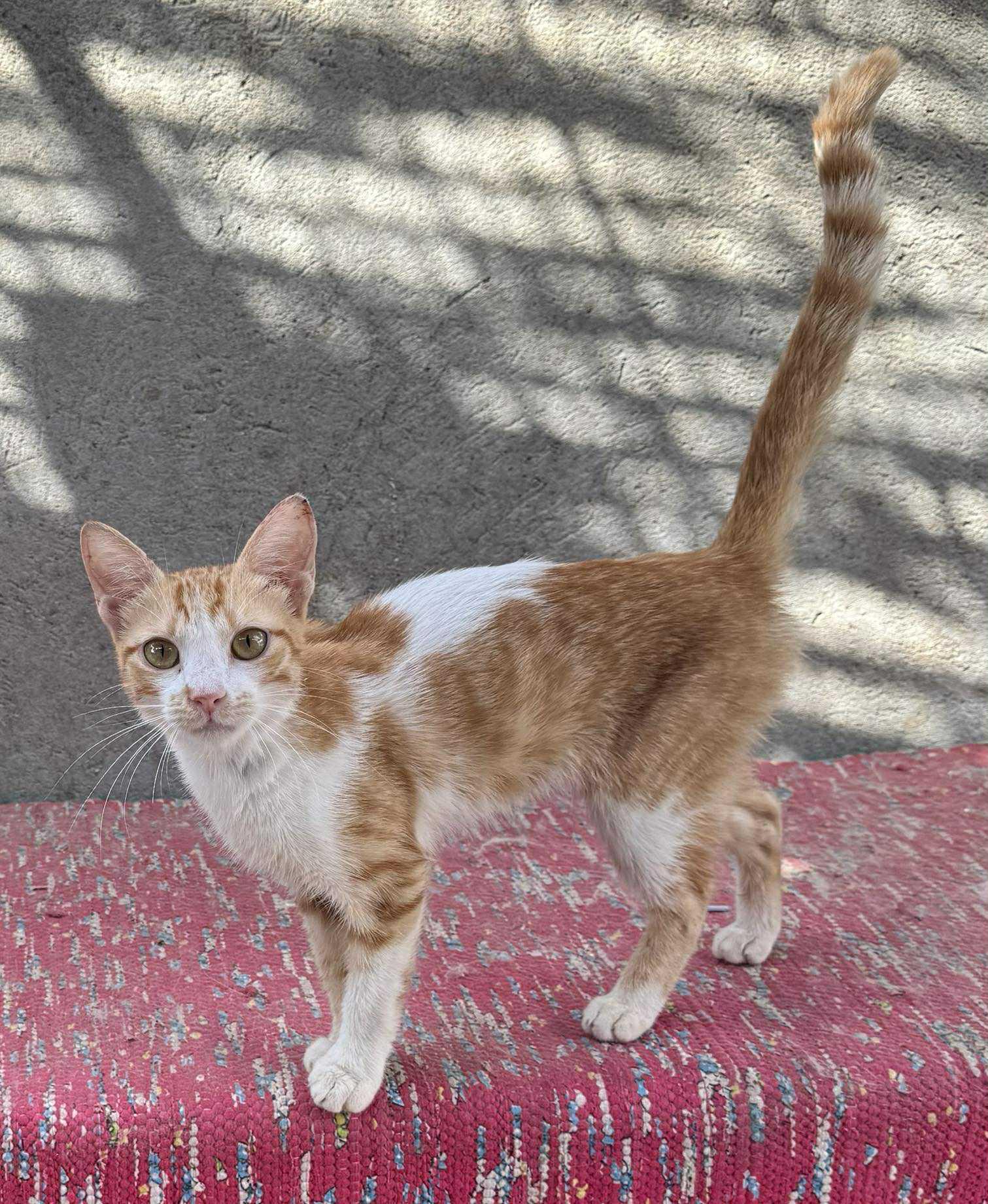 Many kittens for adoptions!