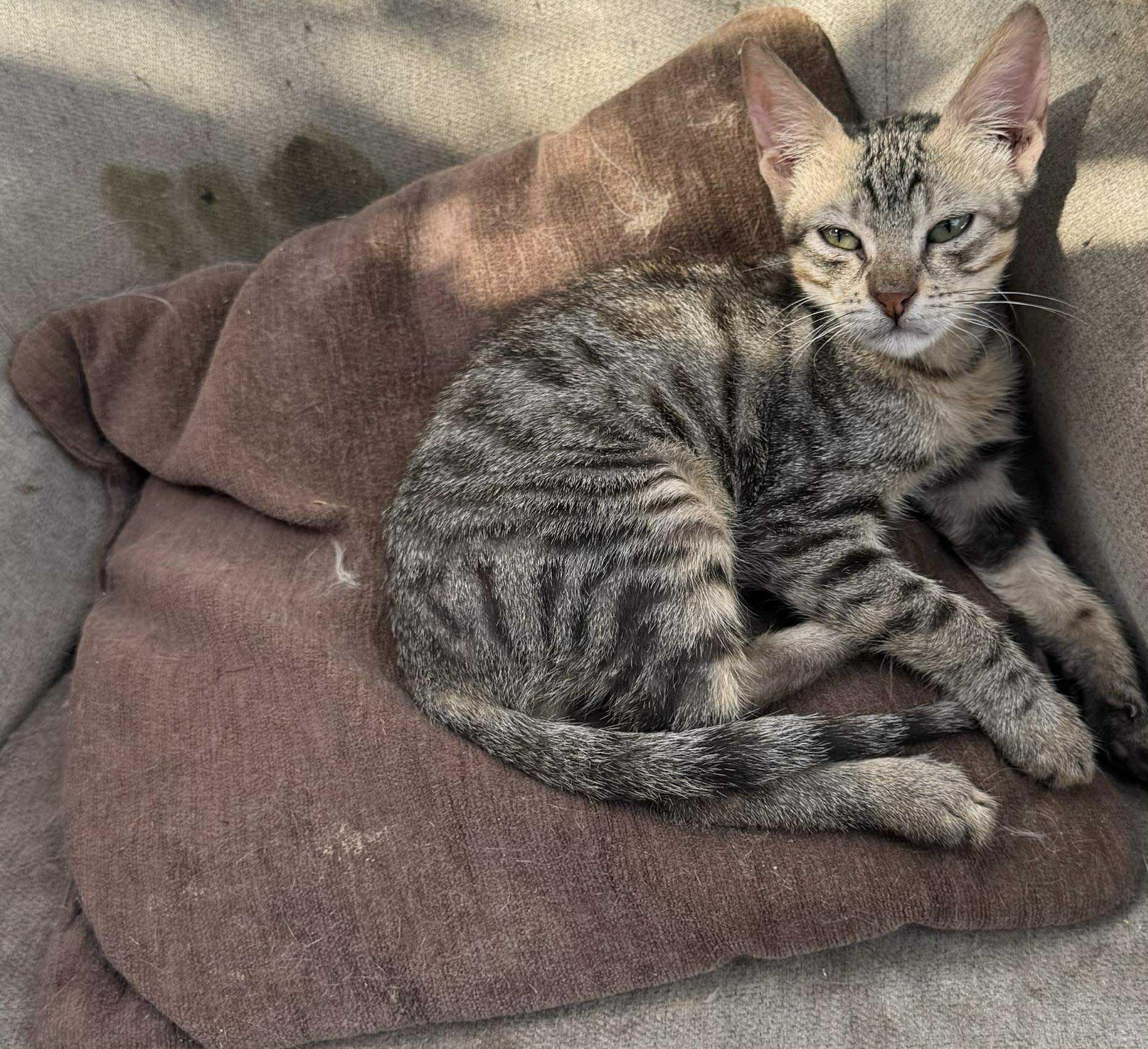 Many kittens for adoptions!