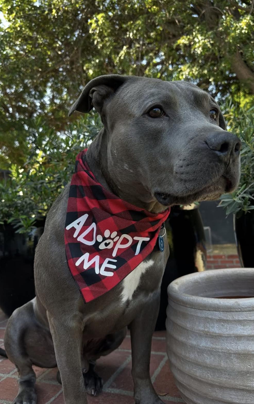 Blue, a Adoptable mixed breed in Pasadena, CA image 5/6