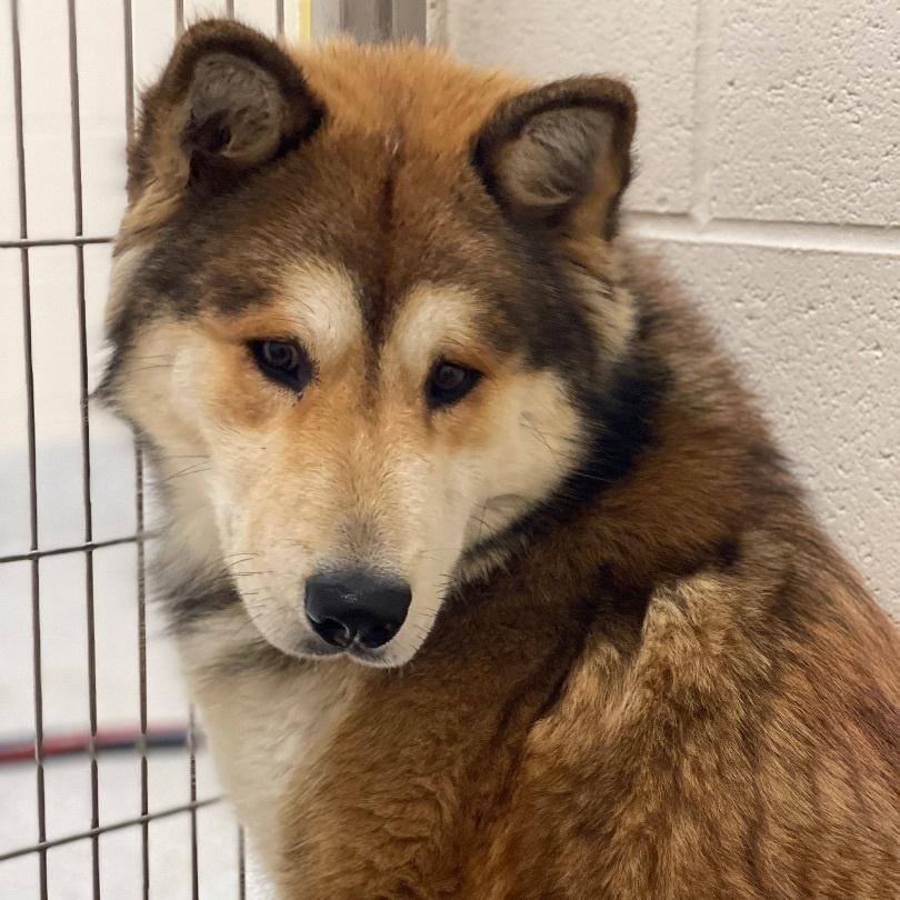 Jack Jack, Adoptable, Adult Male Chow Chow.