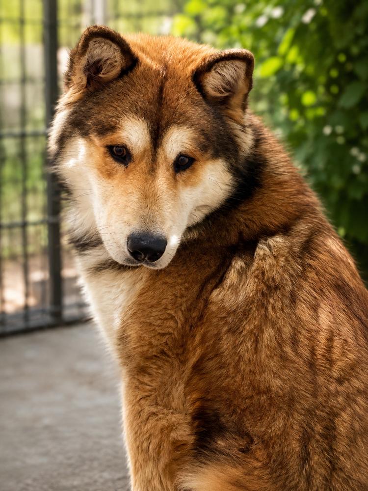 Enlarge Jack Jack, a Adoptable Chow Chow in Wilton, CA image 3/4