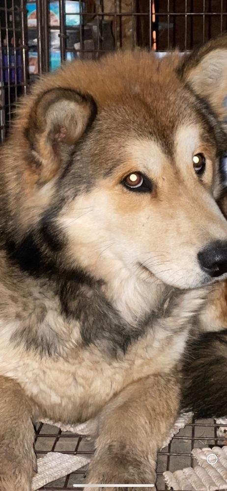 Jack Jack, a Adoptable Chow Chow in Wilton, CA image 3/3