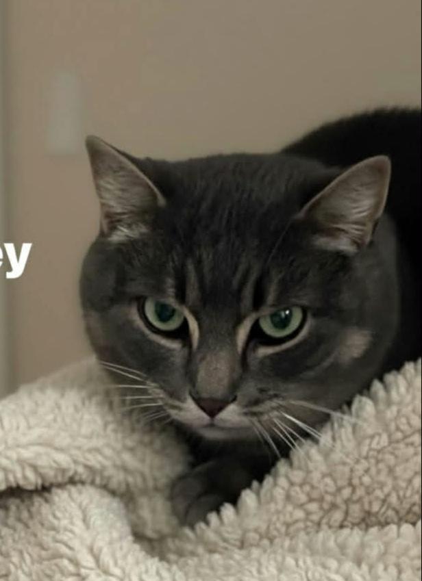 Presley @ Livonia PetSmart, Adoptable, Adult Male Tabby.