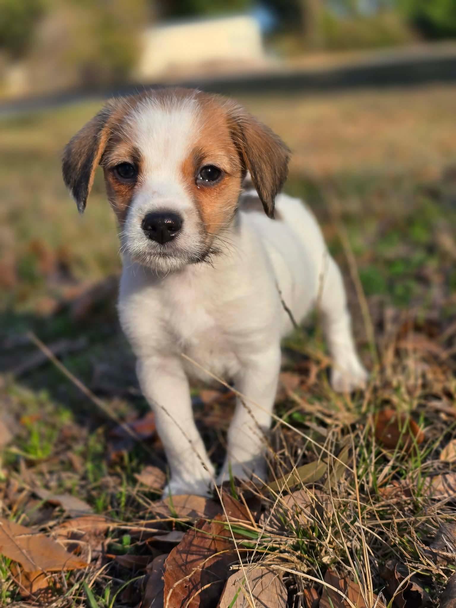 Beau, ADOPTABLE, Puppy Male Goldendoodle & Beagle.