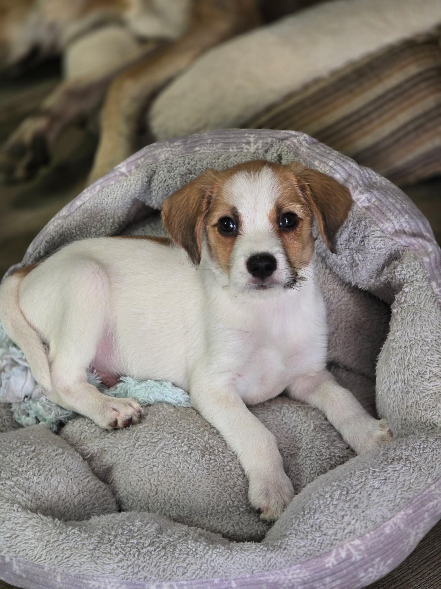 Beau, adoptable, Puppy Male Goldendoodle & Beagle.