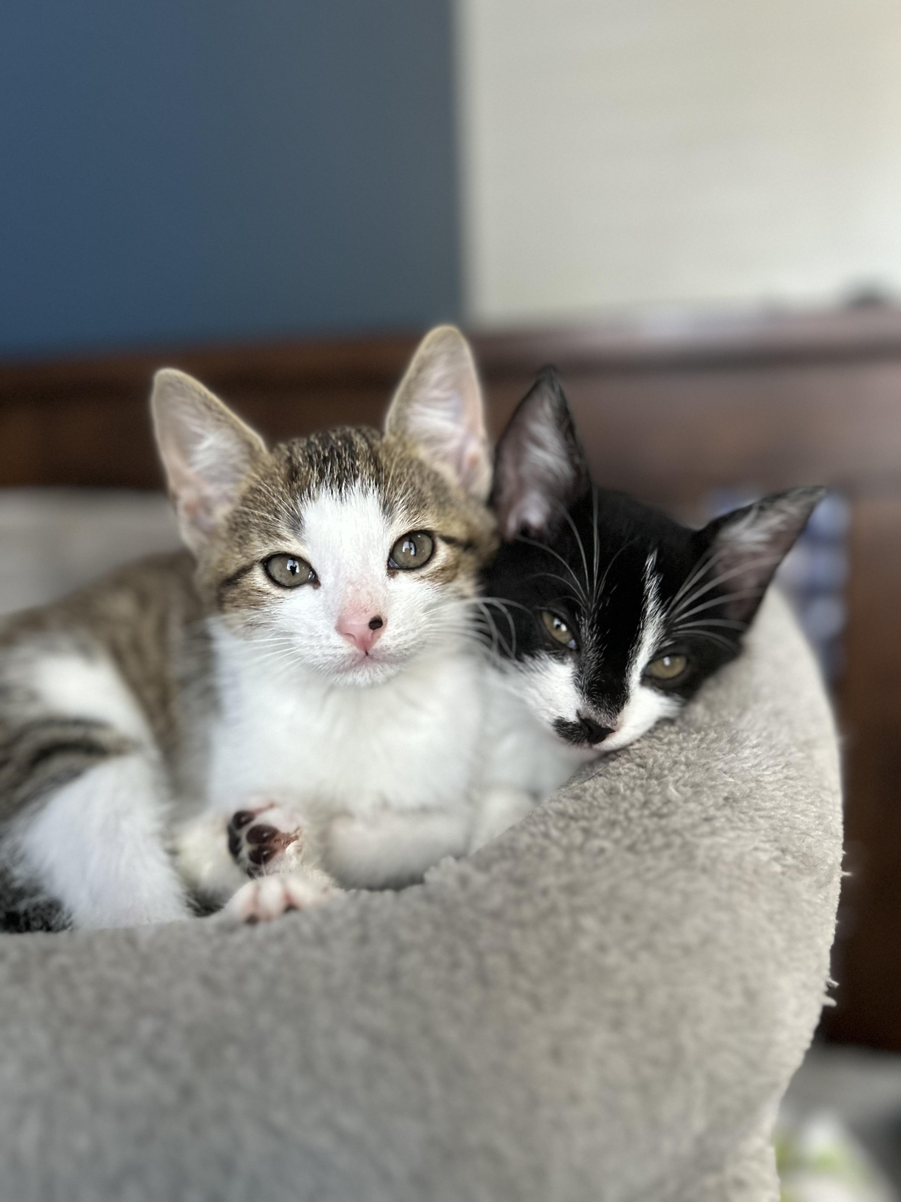 Rachael and Monica bonded pair, a ADOPTABLE Domestic Short Hair in Ponte vedra, FL image 1/5