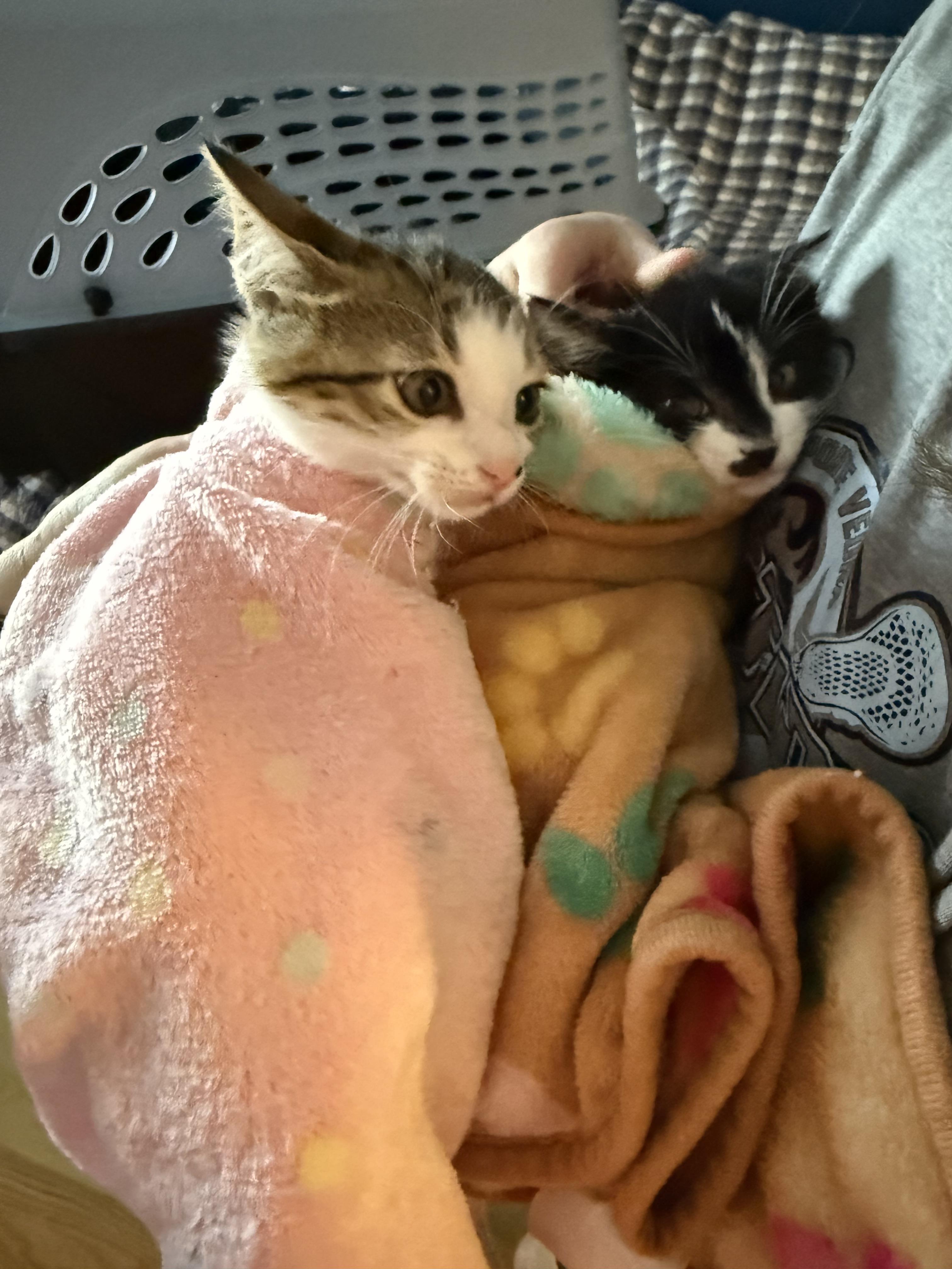 Rachael and Monica bonded pair, a ADOPTABLE Domestic Short Hair in Ponte vedra, FL image 2/5