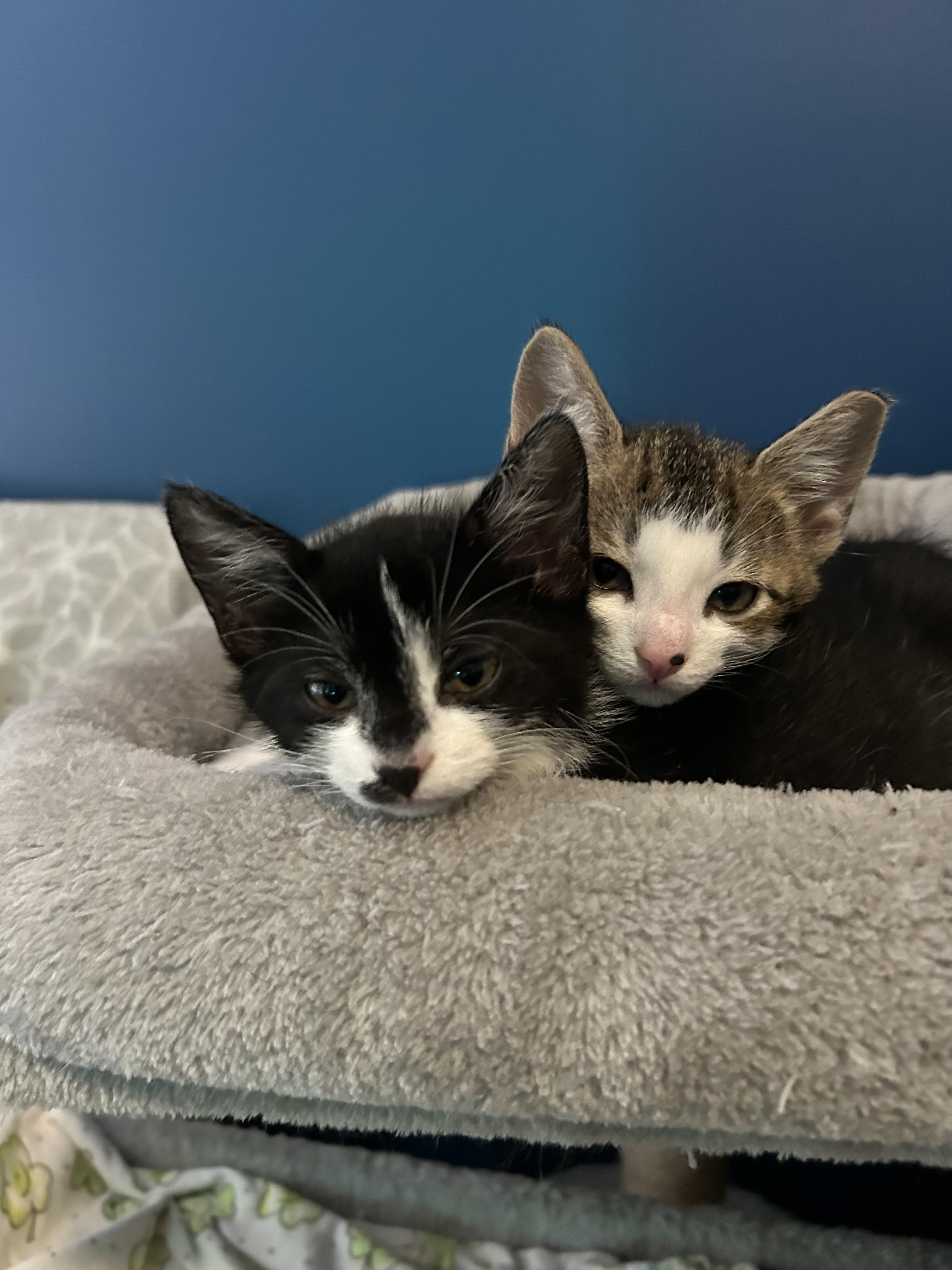 Rachael and Monica bonded pair, a ADOPTABLE Domestic Short Hair in Ponte vedra, FL image 3/5