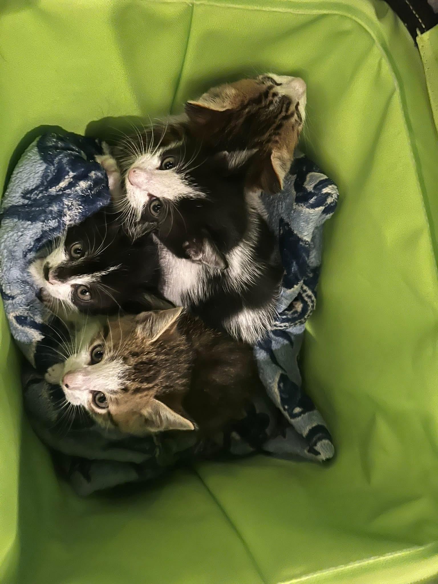 Rachael and Monica bonded pair, a ADOPTABLE Domestic Short Hair in Ponte vedra, FL image 4/5