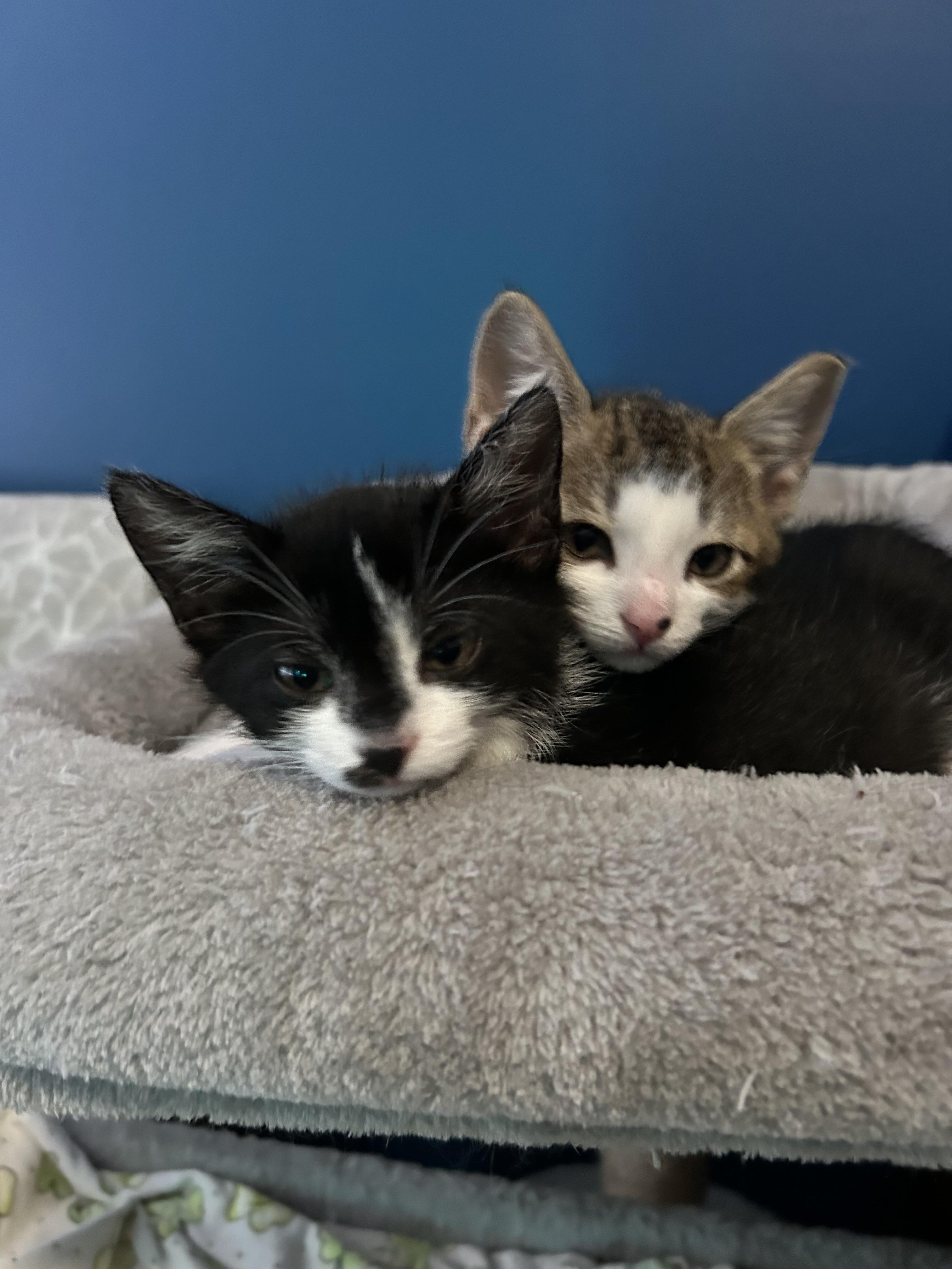 Rachael and Monica bonded pair, a ADOPTABLE Domestic Short Hair in Ponte vedra, FL image 5/5